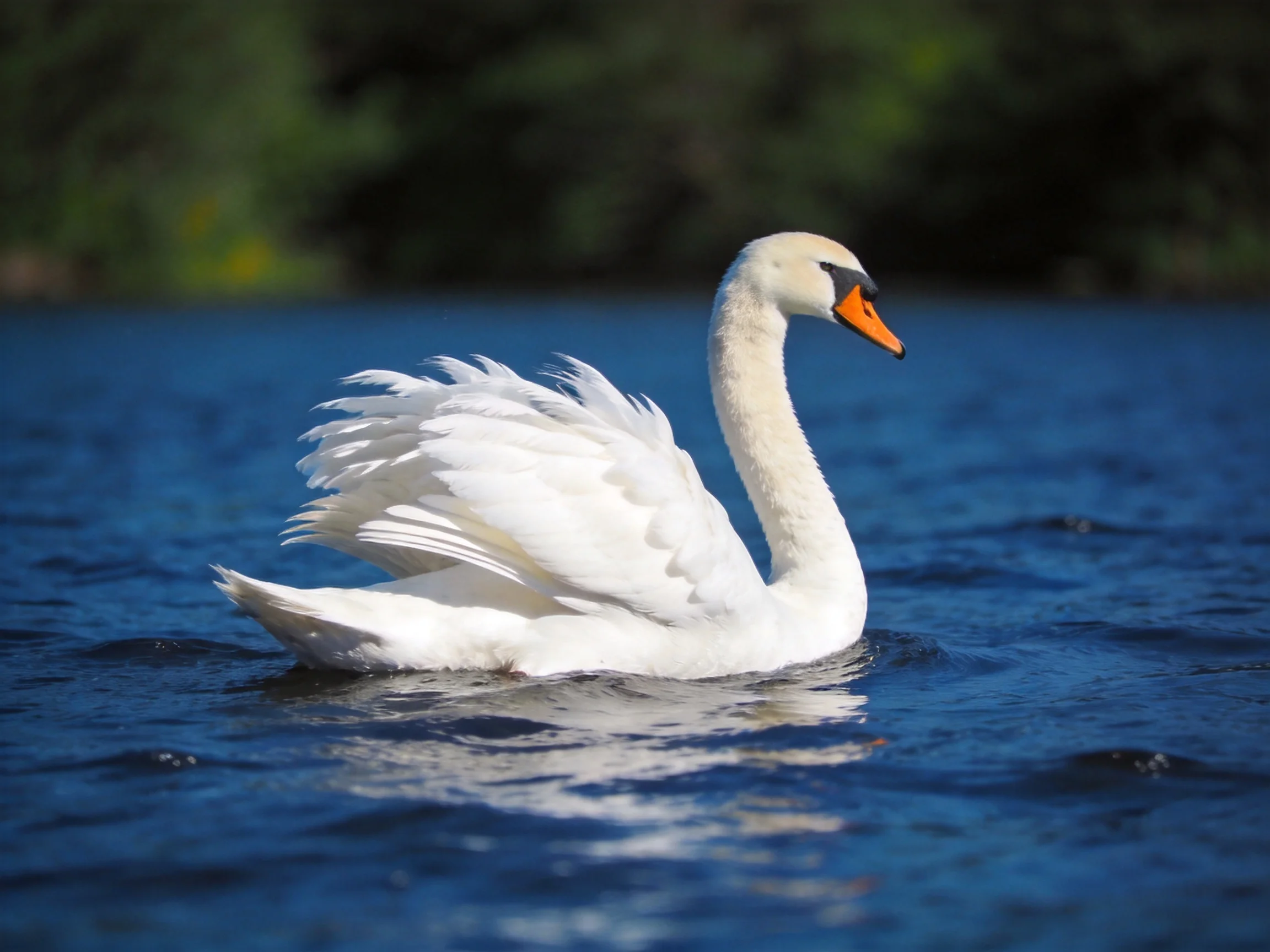 A graceful white swan gliding across deep blue water