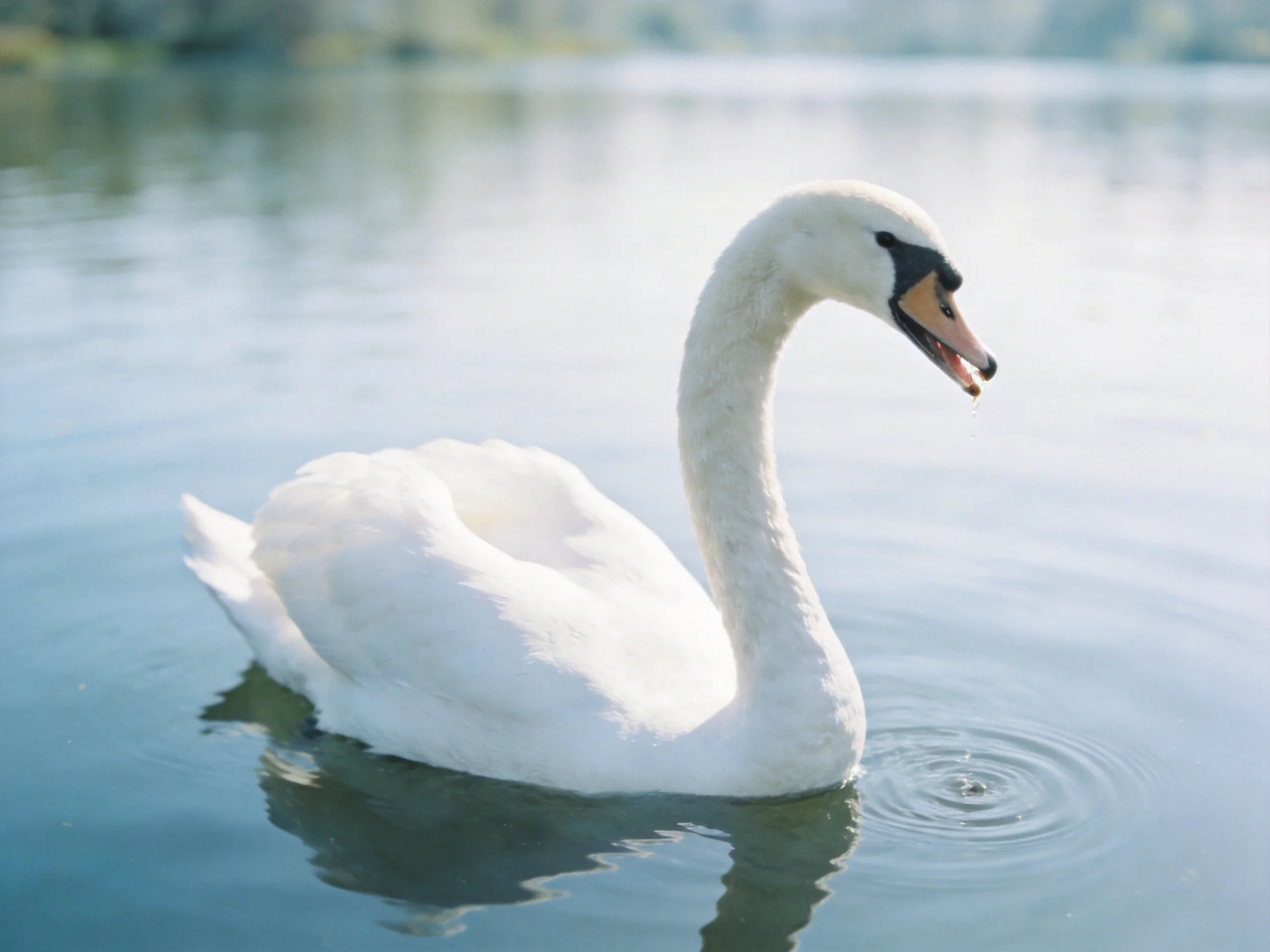 A graceful white swan gliding on calm blue water