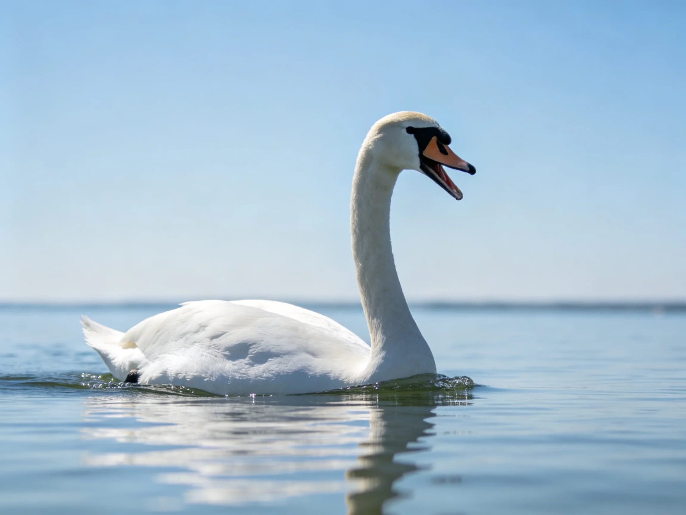 A graceful white swan gliding on calm blue water under bright sky