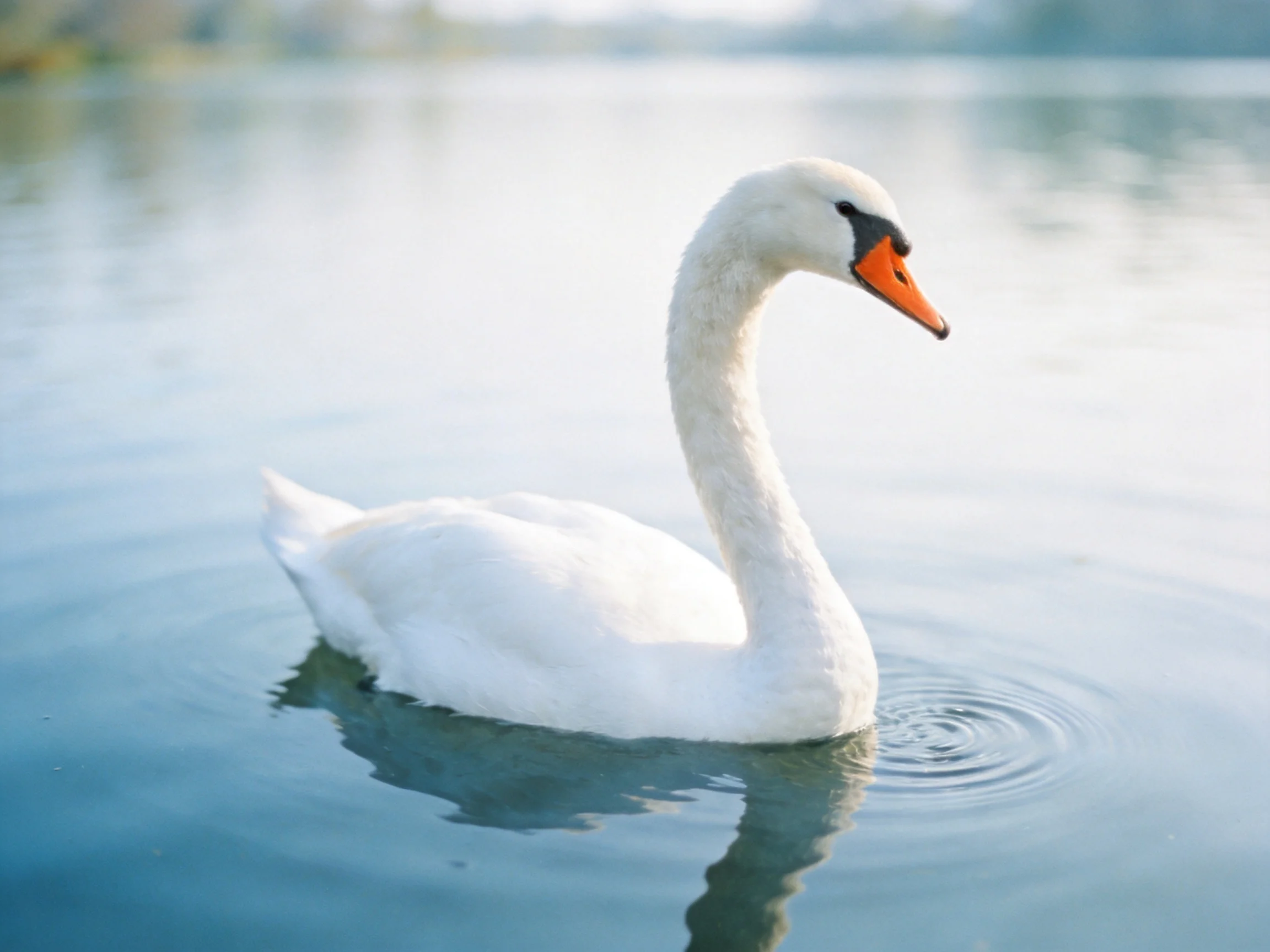 A graceful white swan gliding on calm blue water