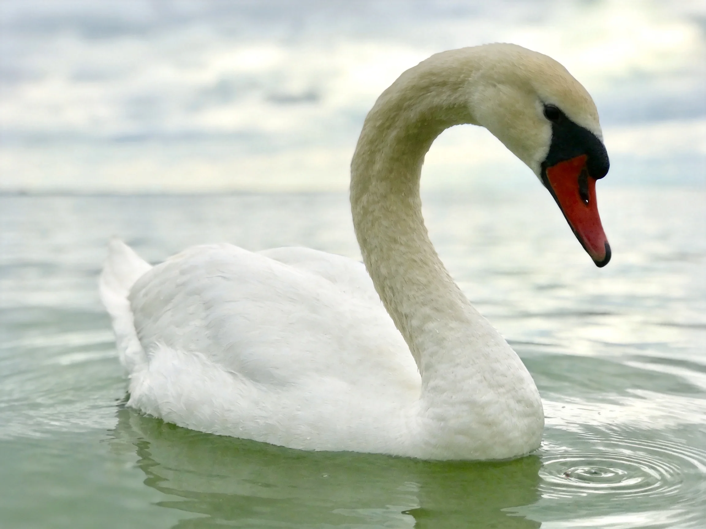 A graceful white swan gliding on calm greenish water