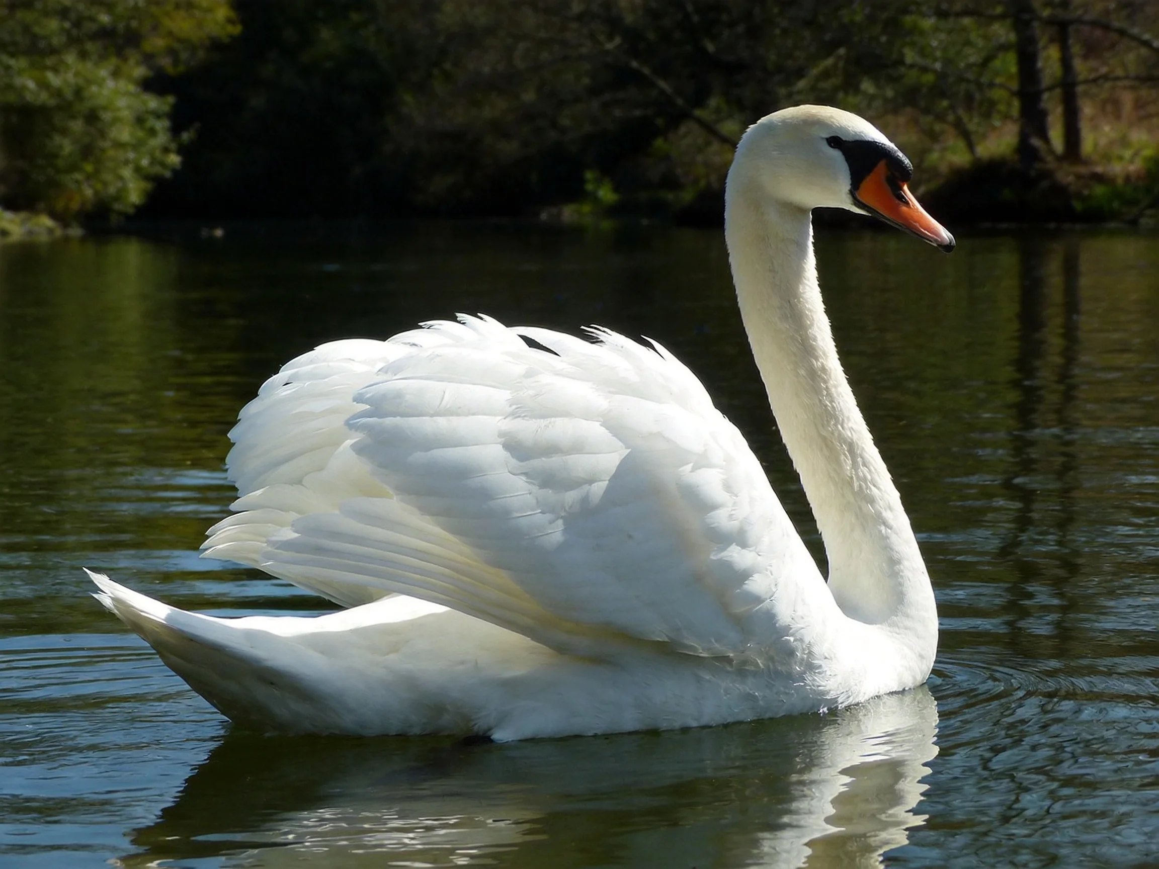 A graceful white swan gliding on calm water