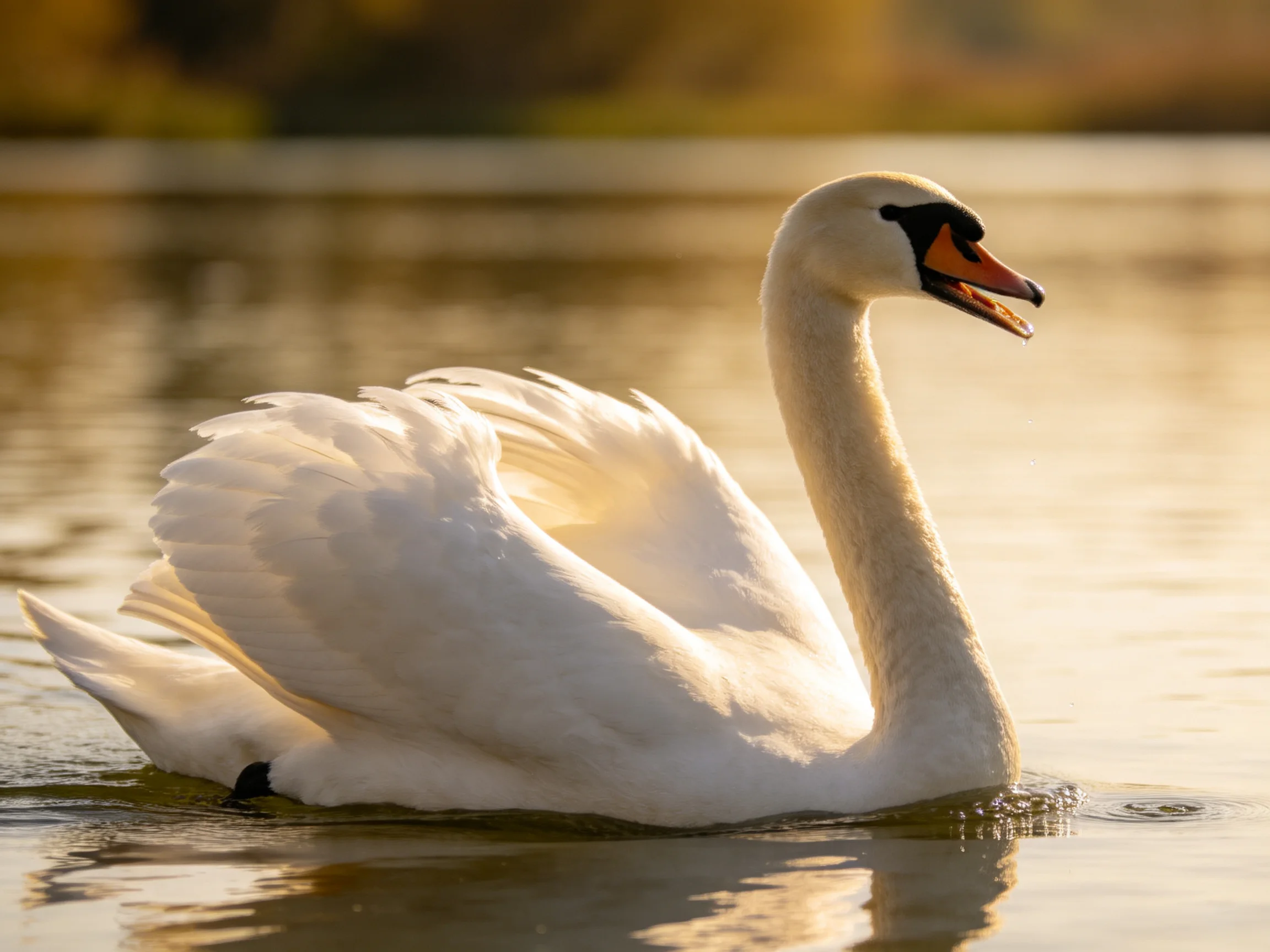 A graceful white swan gliding on calm water under golden light