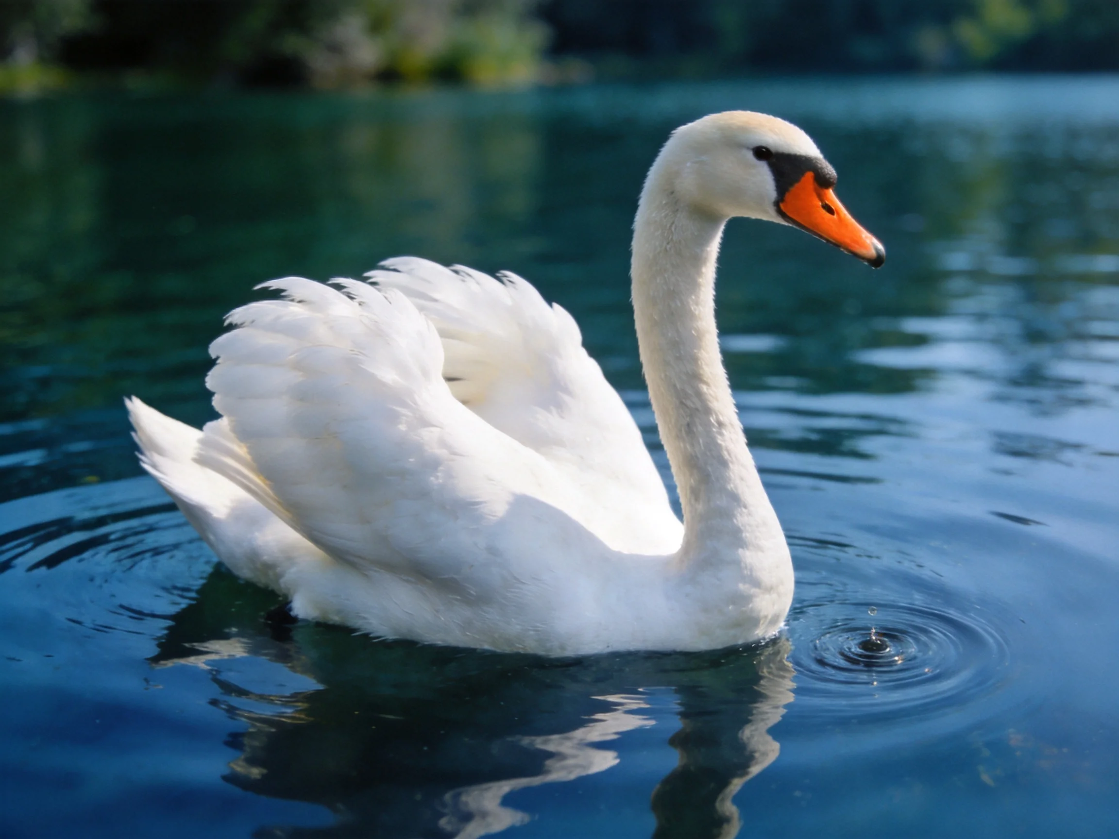 A graceful white swan gliding on clear blue water