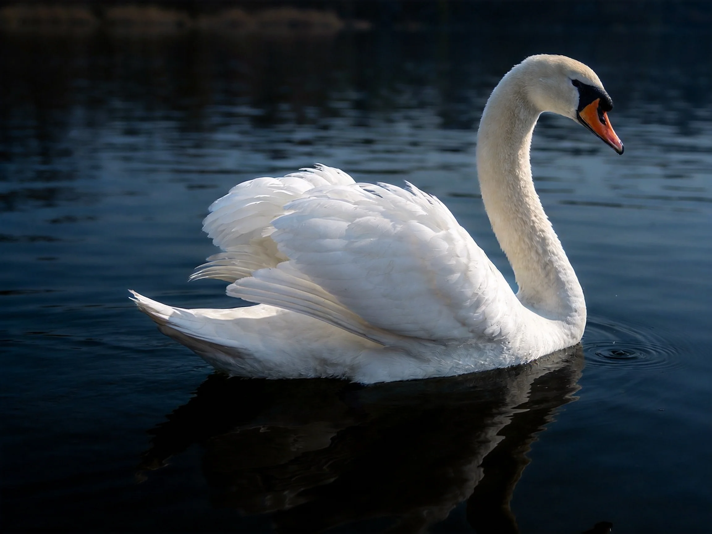 A graceful white swan gliding on dark blue water