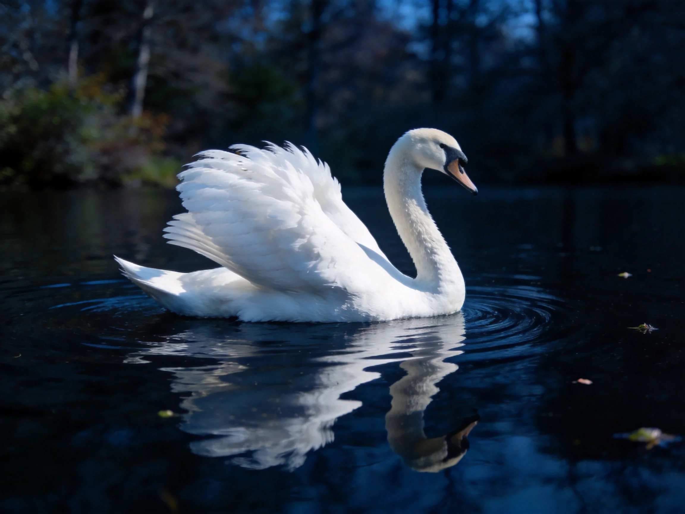 A graceful white swan gliding on dark reflective water