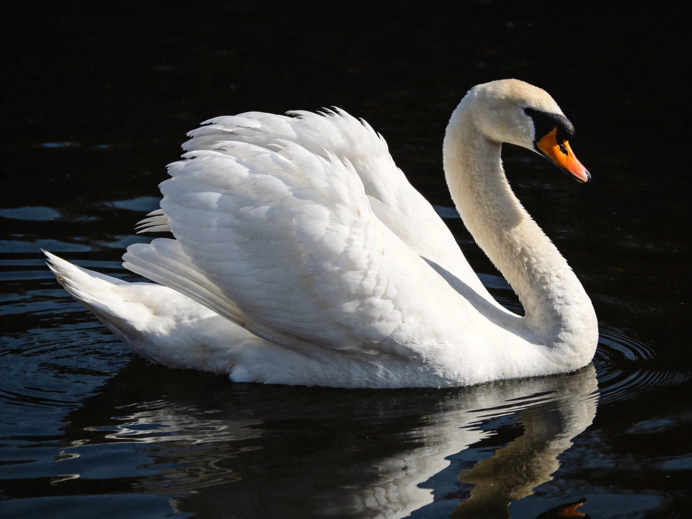 A graceful white swan gliding on dark reflective water