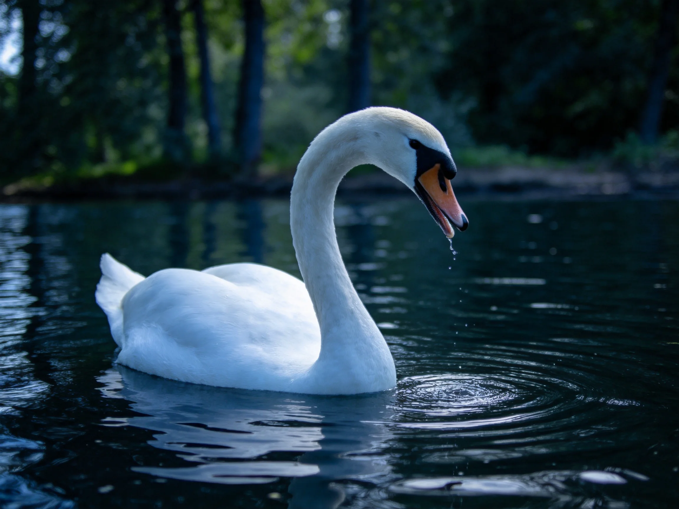 A graceful white swan gliding on dark rippling water near trees