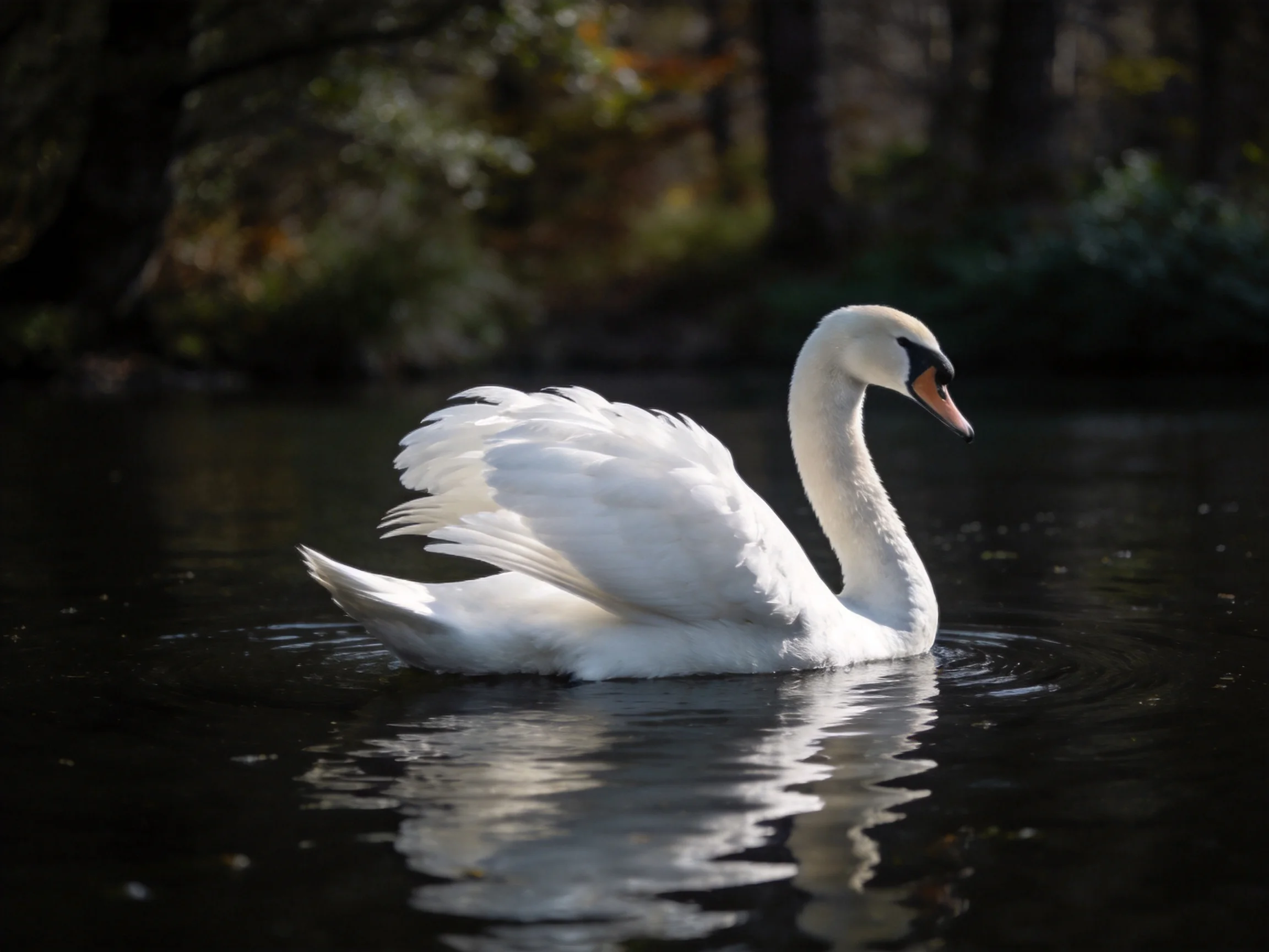 A graceful white swan gliding on dark water near forest