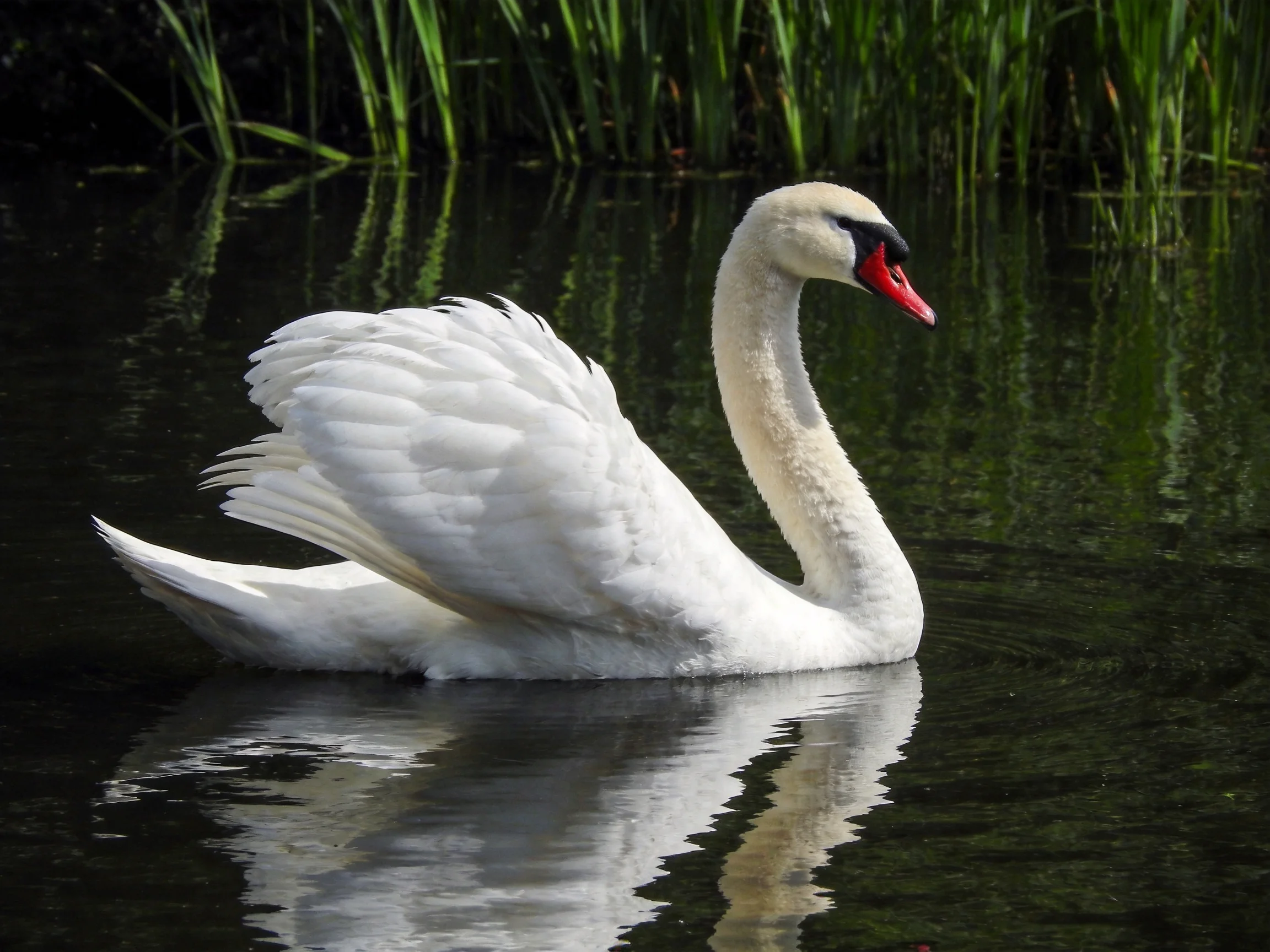 A graceful white swan gliding on dark water near tall green reeds