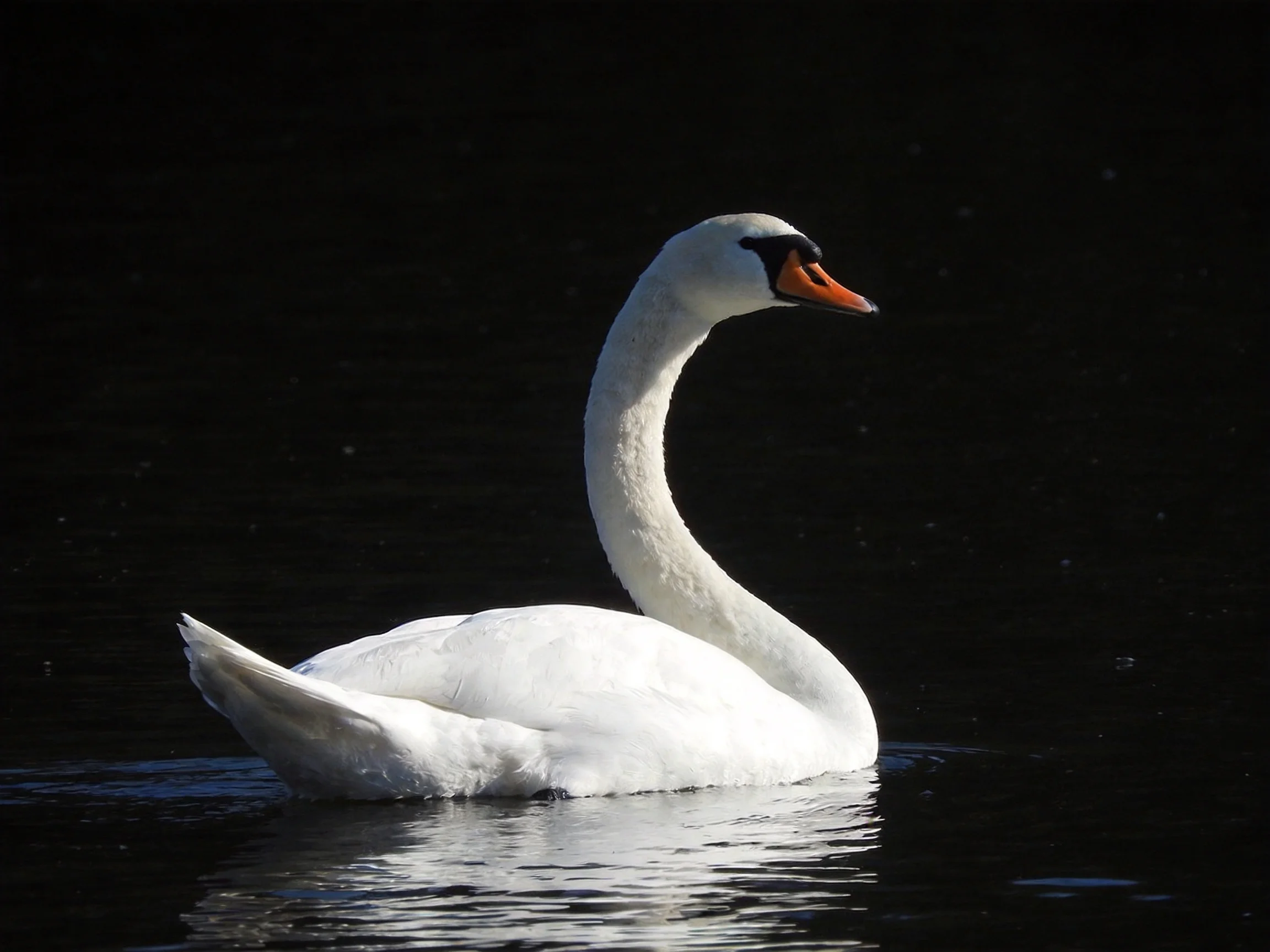 A graceful white swan gliding on dark water