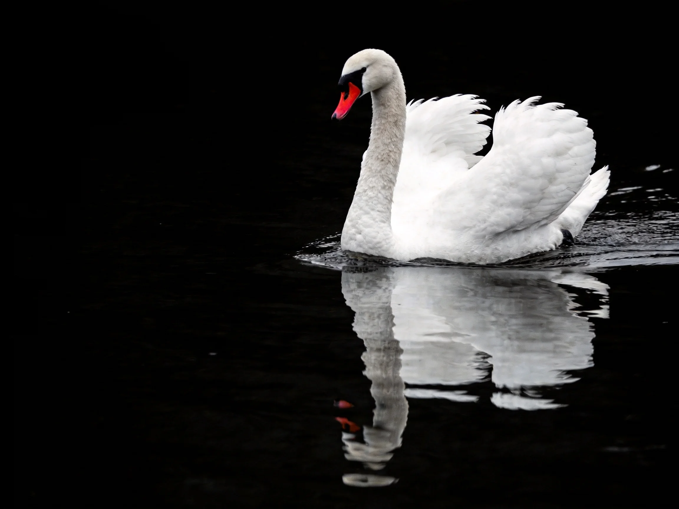 A graceful white swan gliding on dark water with a red beak