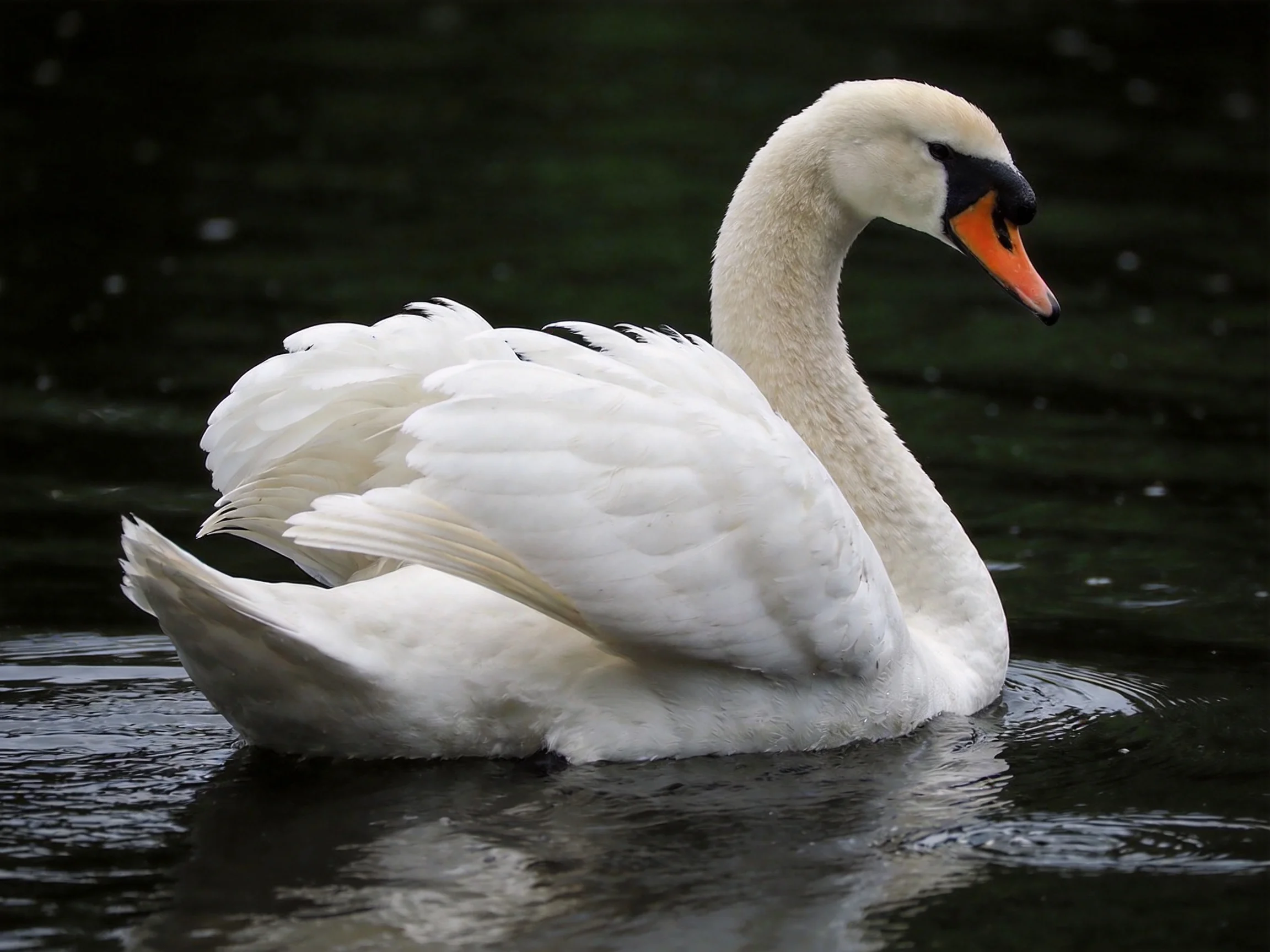 A graceful white swan gliding on dark water with an orange beak