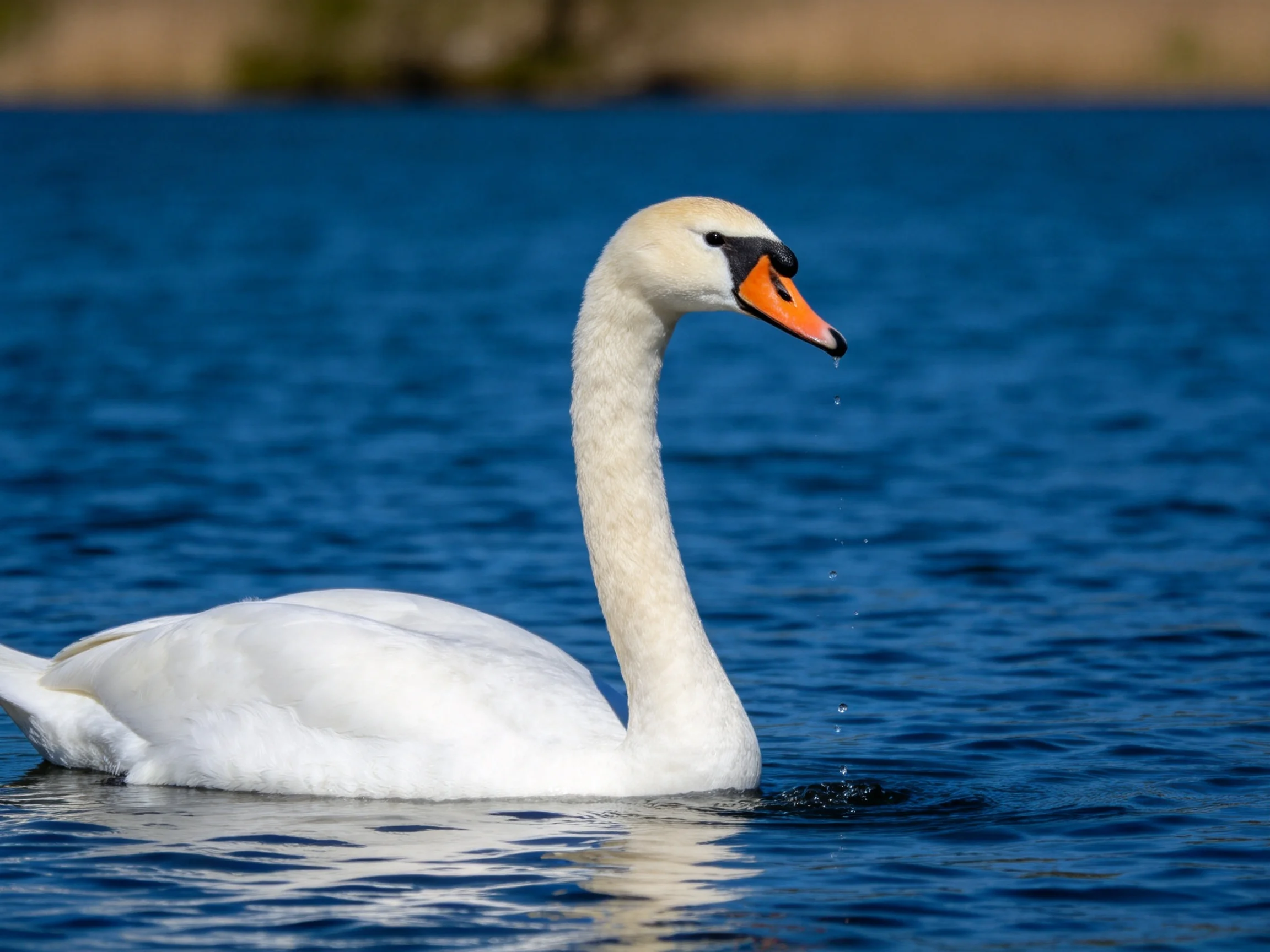A graceful white swan gliding on deep blue water
