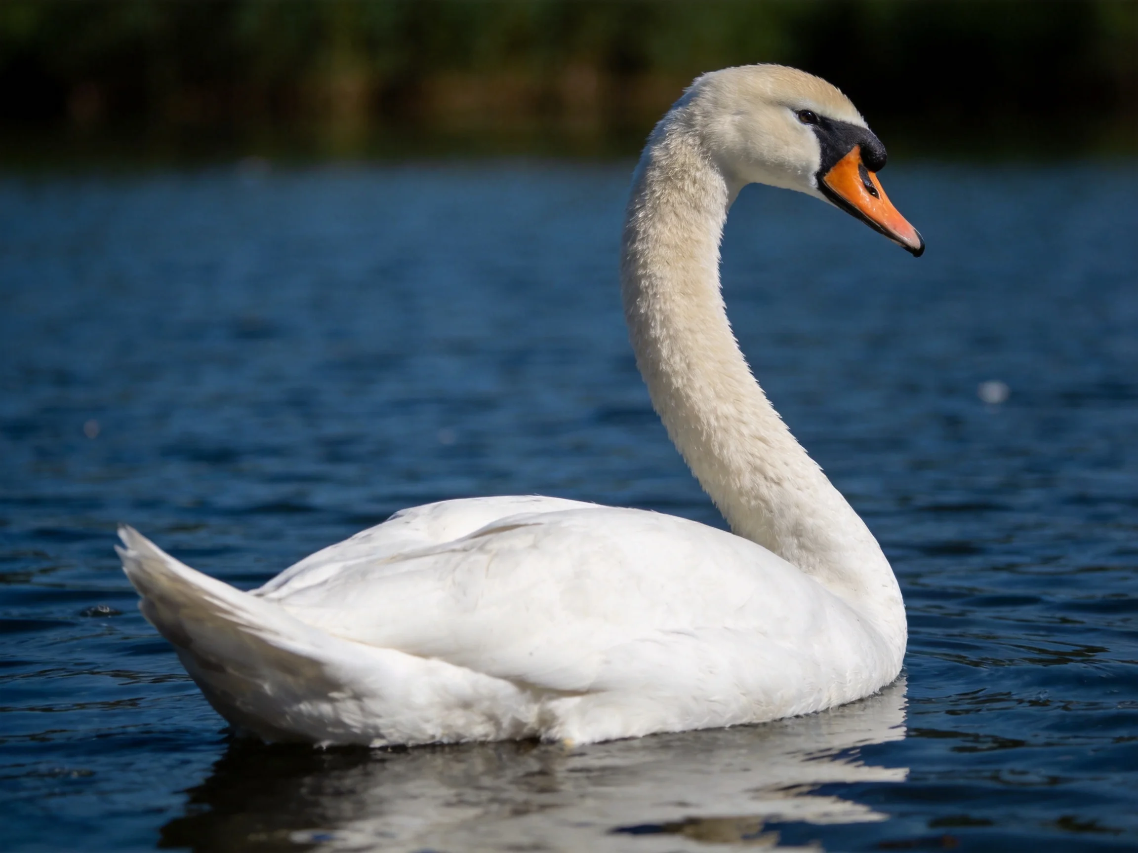 A graceful white swan gliding on deep blue water