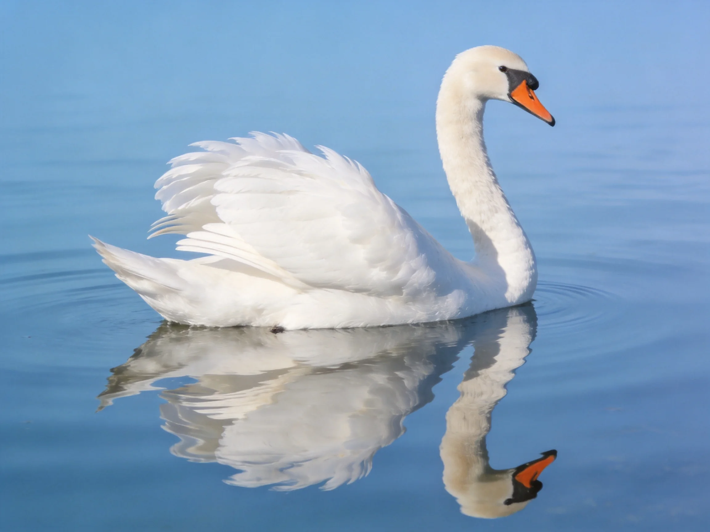 A graceful white swan gliding on serene blue water