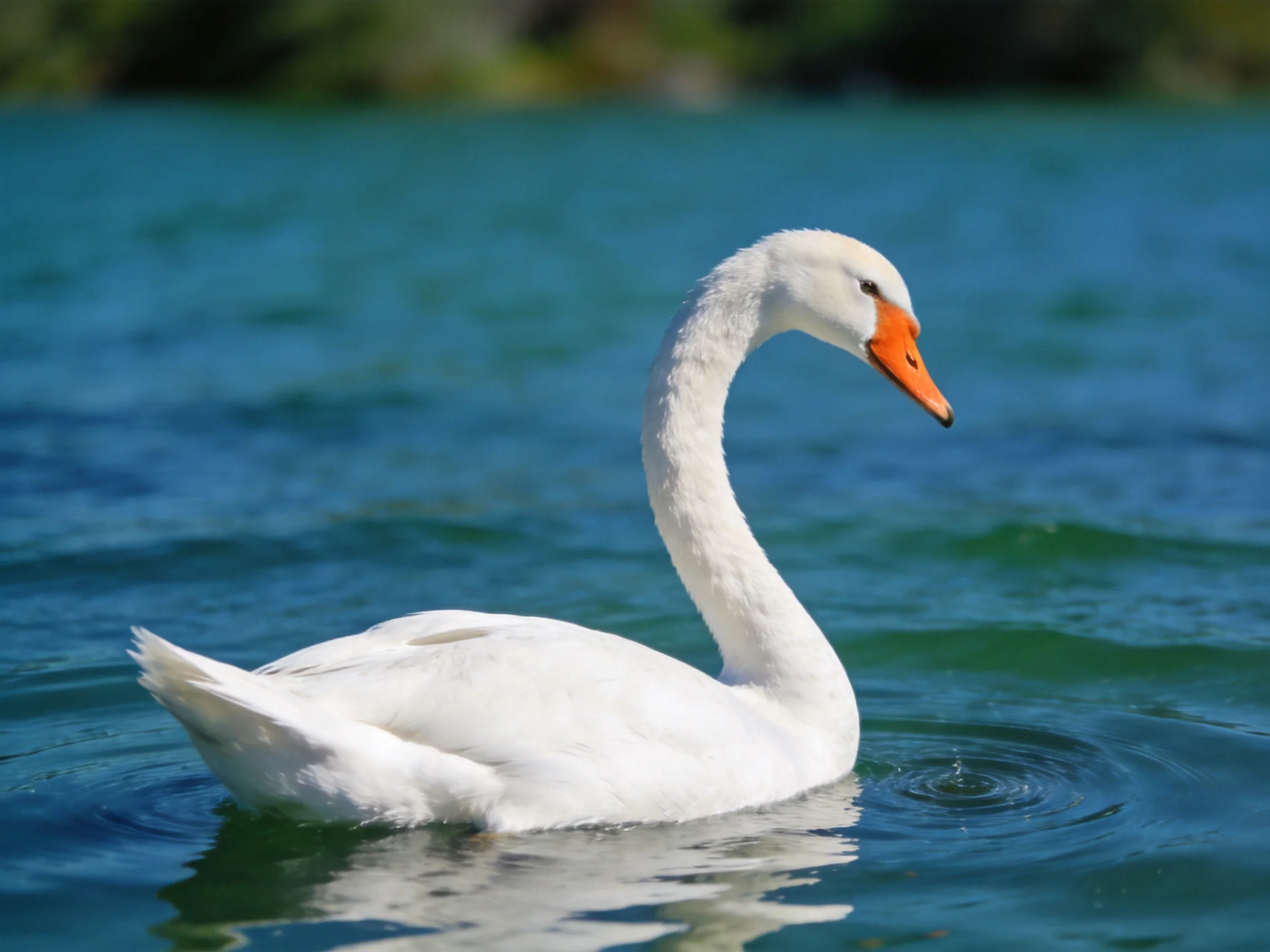 A graceful white swan gliding on turquoise lake waters