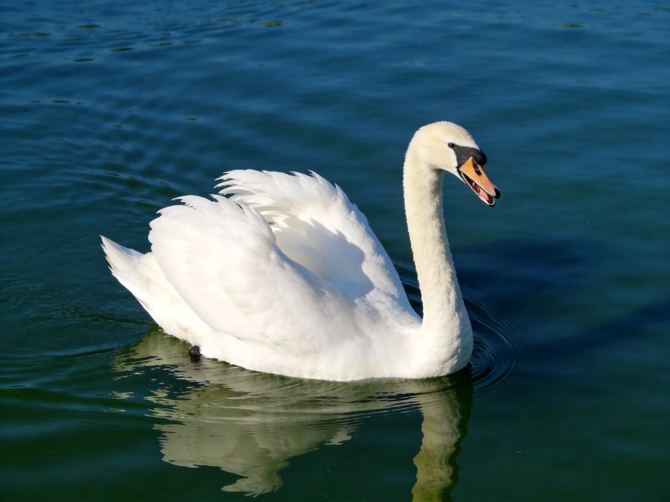 A graceful white swan gliding over deep blue water