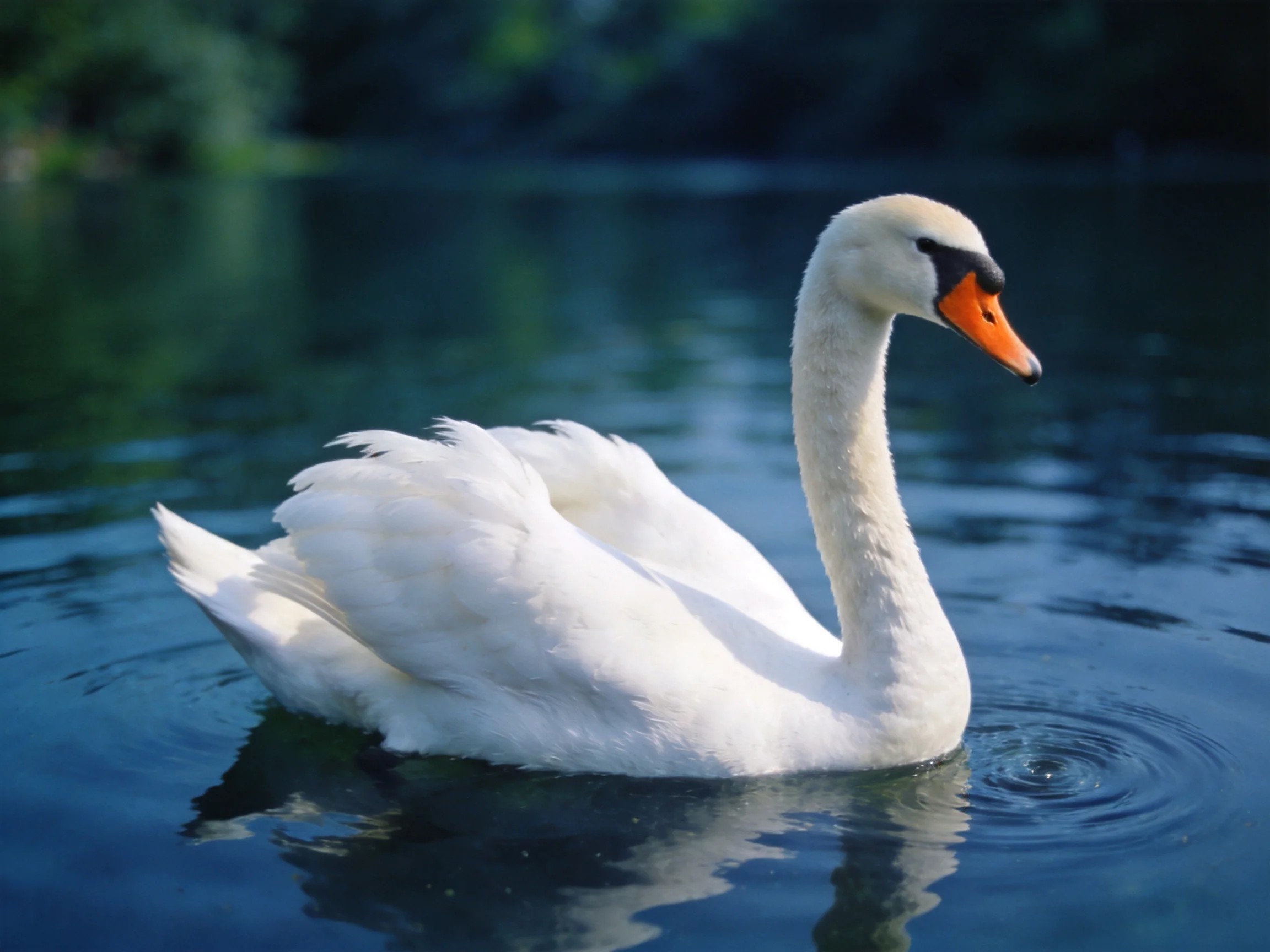 A graceful white swan gliding smoothly on calm blue water