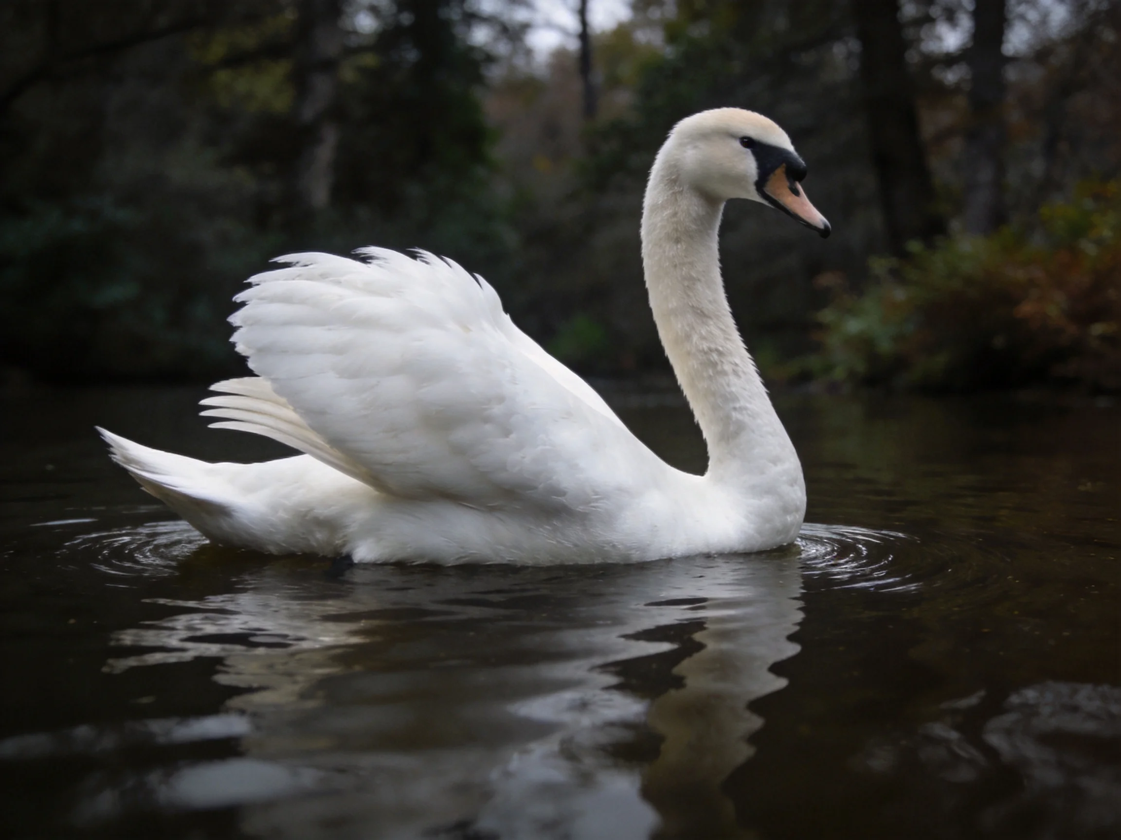 A graceful white swan gliding through dark waters near forested shores