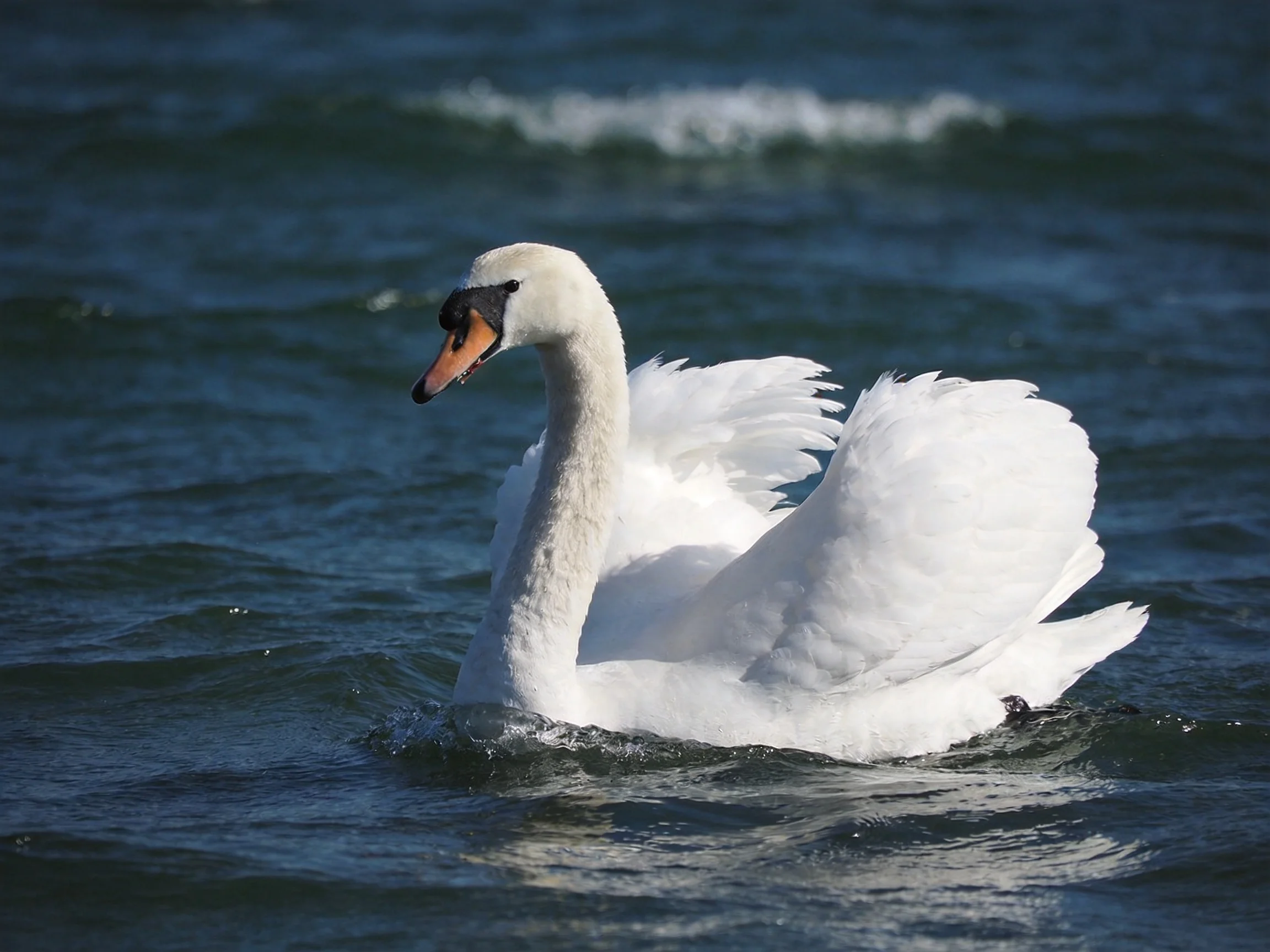 A graceful white swan gliding through deep blue waters