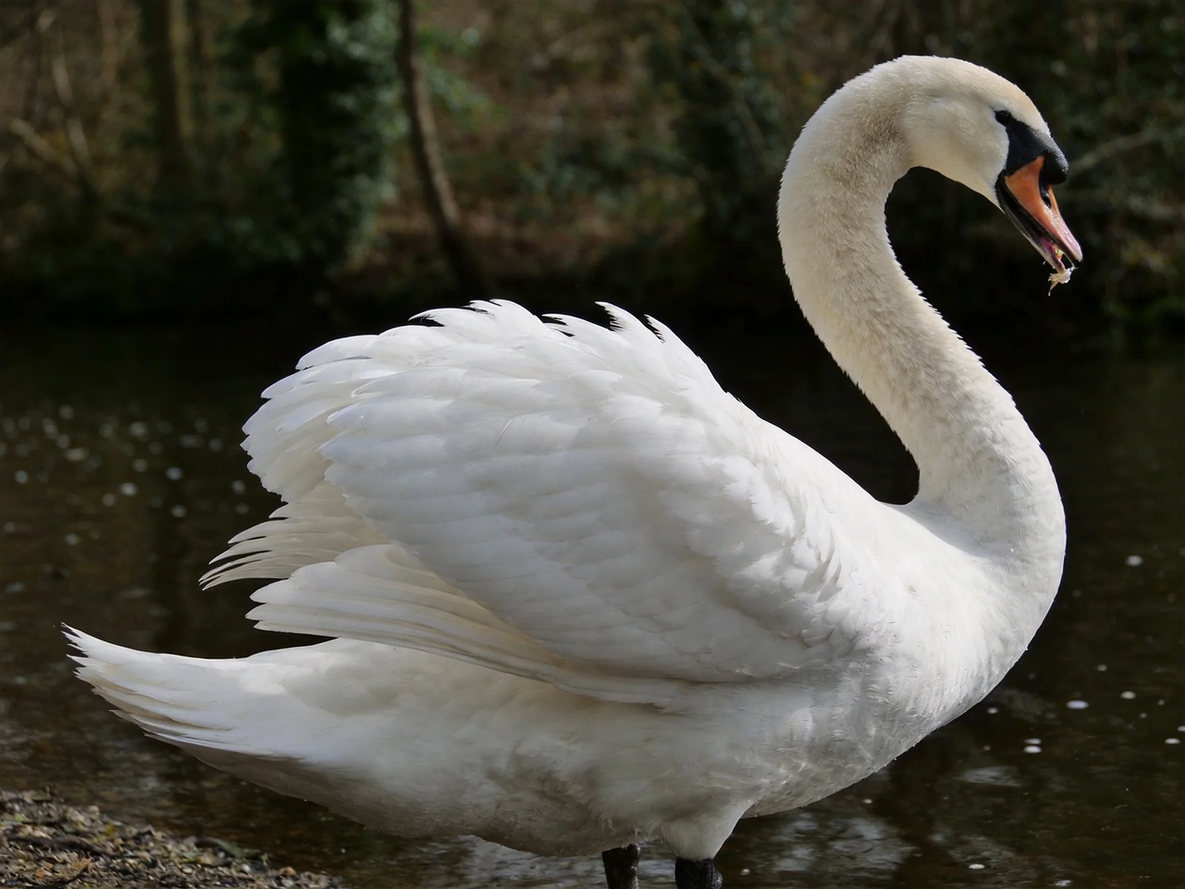 A graceful white swan near tranquil water