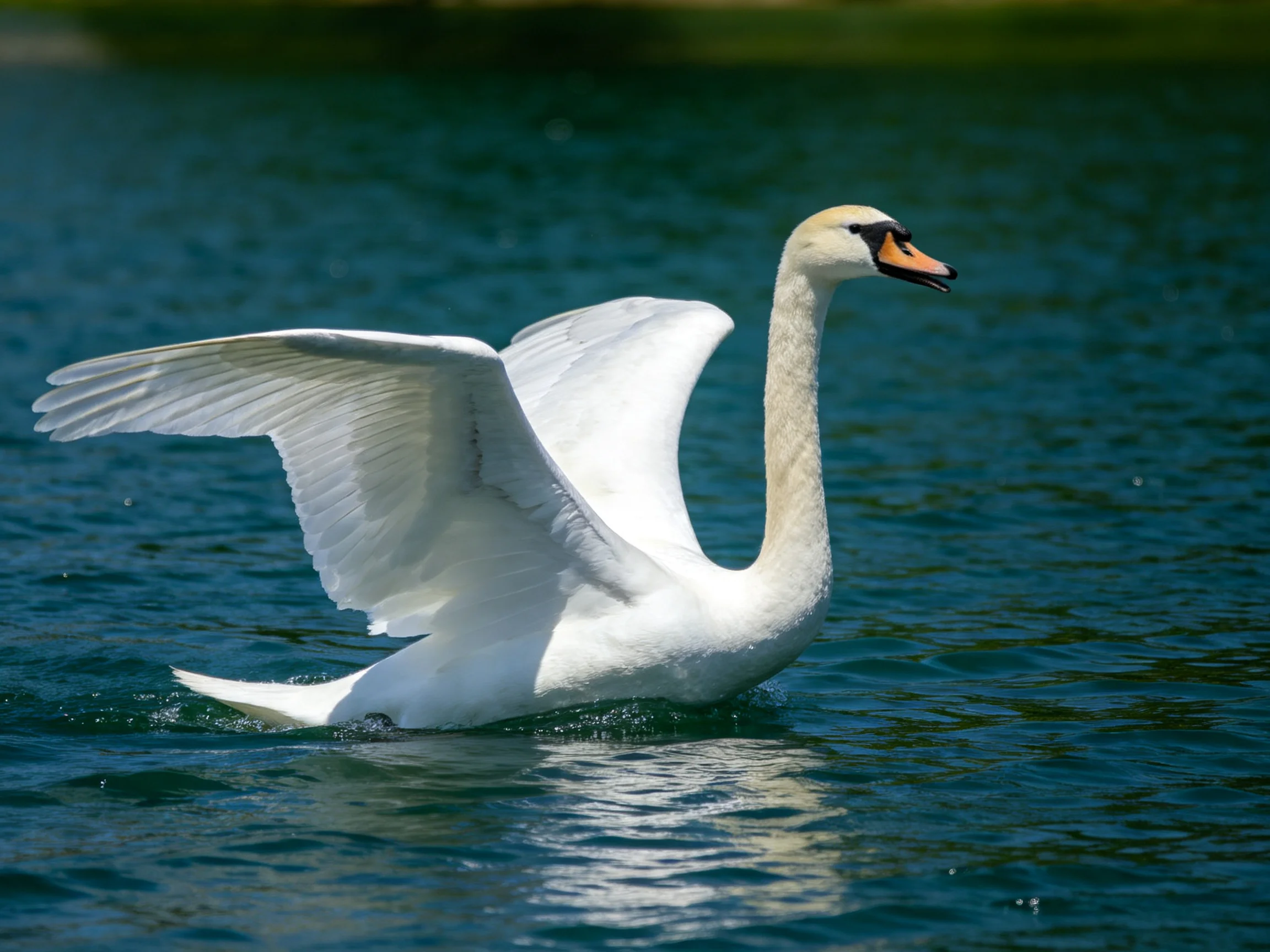 A graceful white swan spreading wings over deep blue water