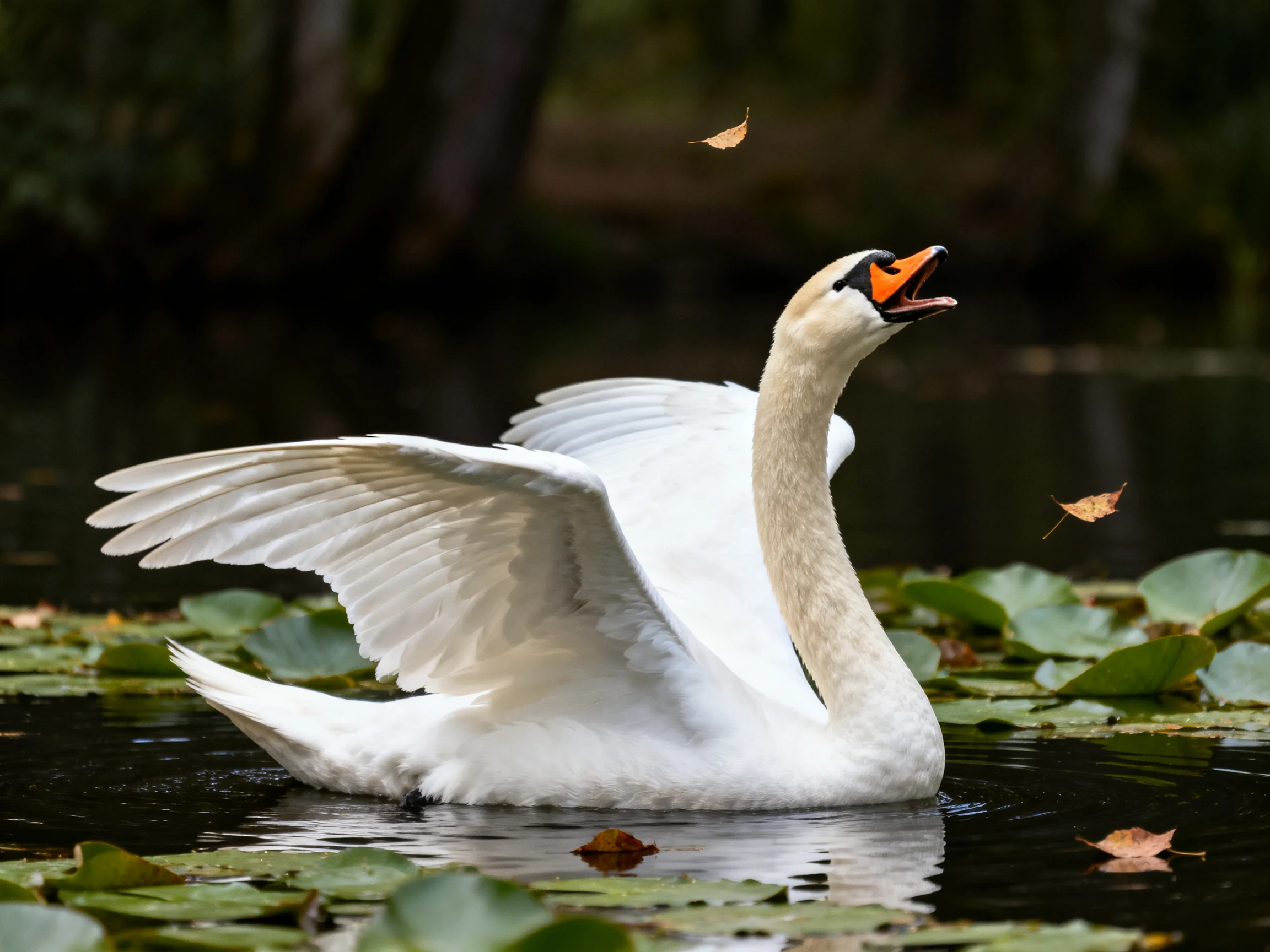 A graceful white swan spreading wings over water with lily pads