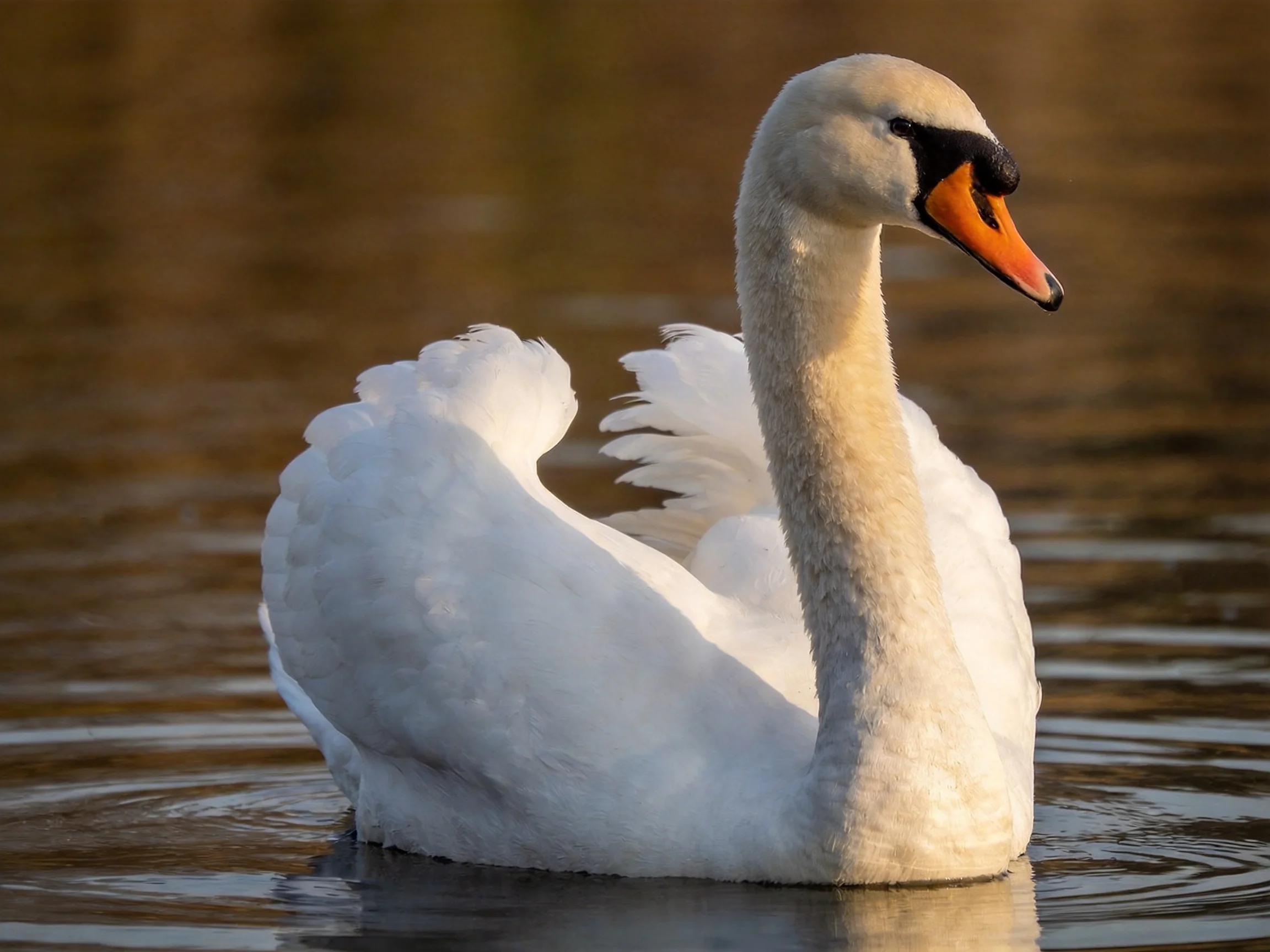 A graceful white swan with an orange beak floats on calm water