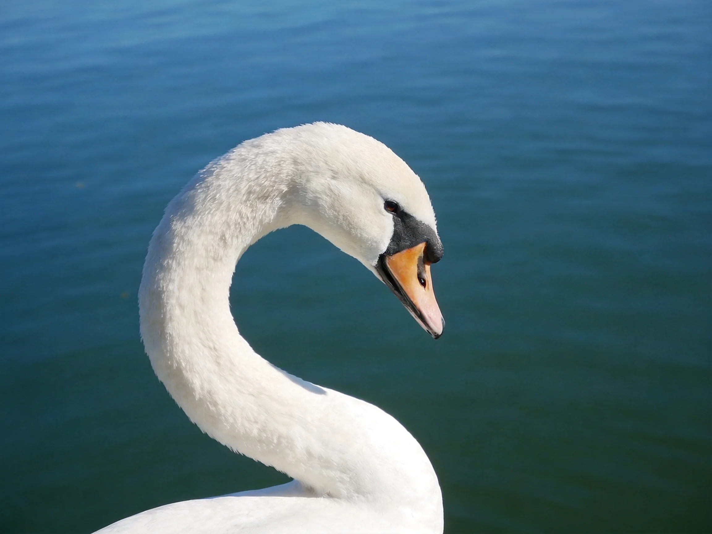 A graceful white swan with an orange beak near calm blue water