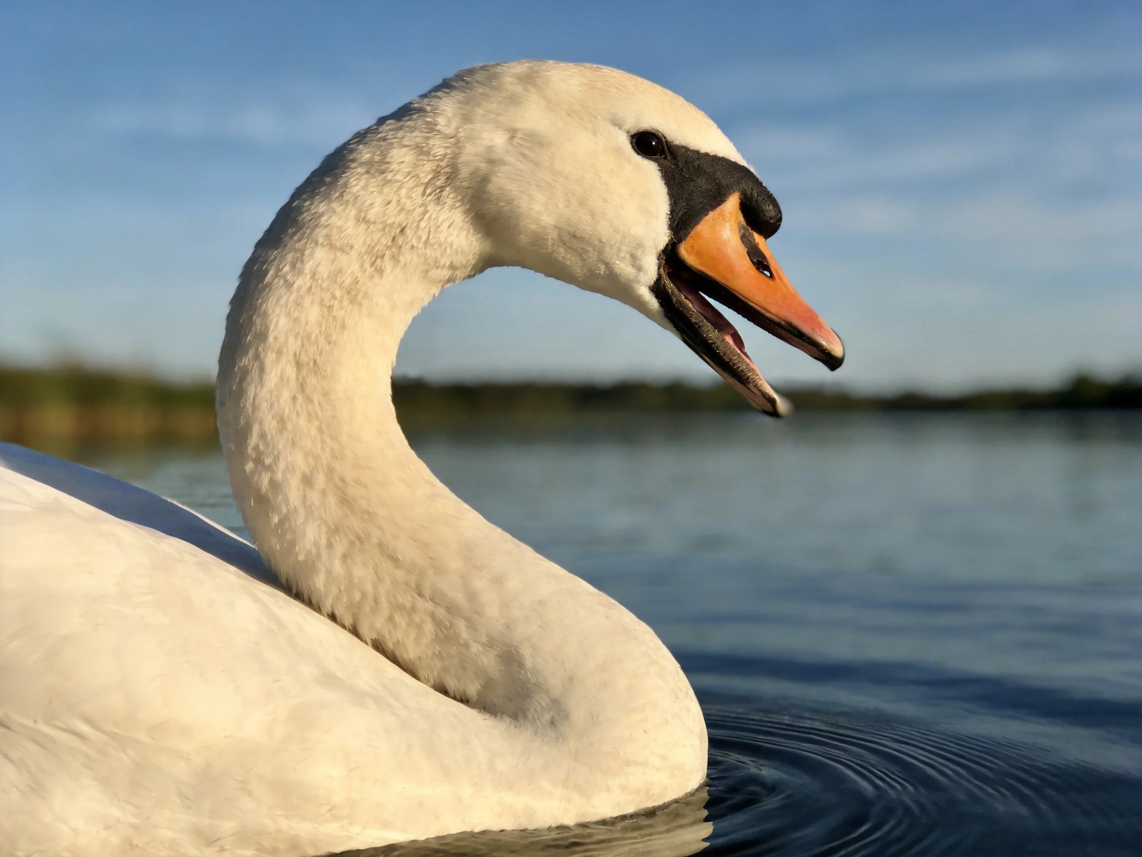 A graceful white swan with an orange beak swims near calm waters