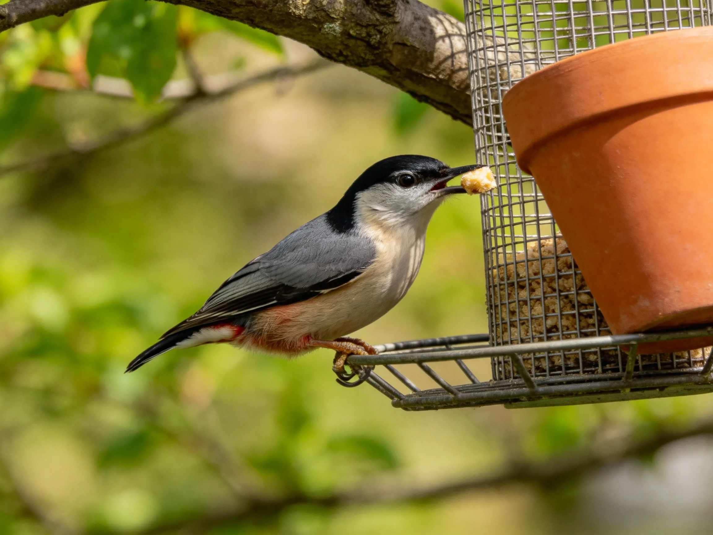 A gray and black bird feeds from a wire cage feeder