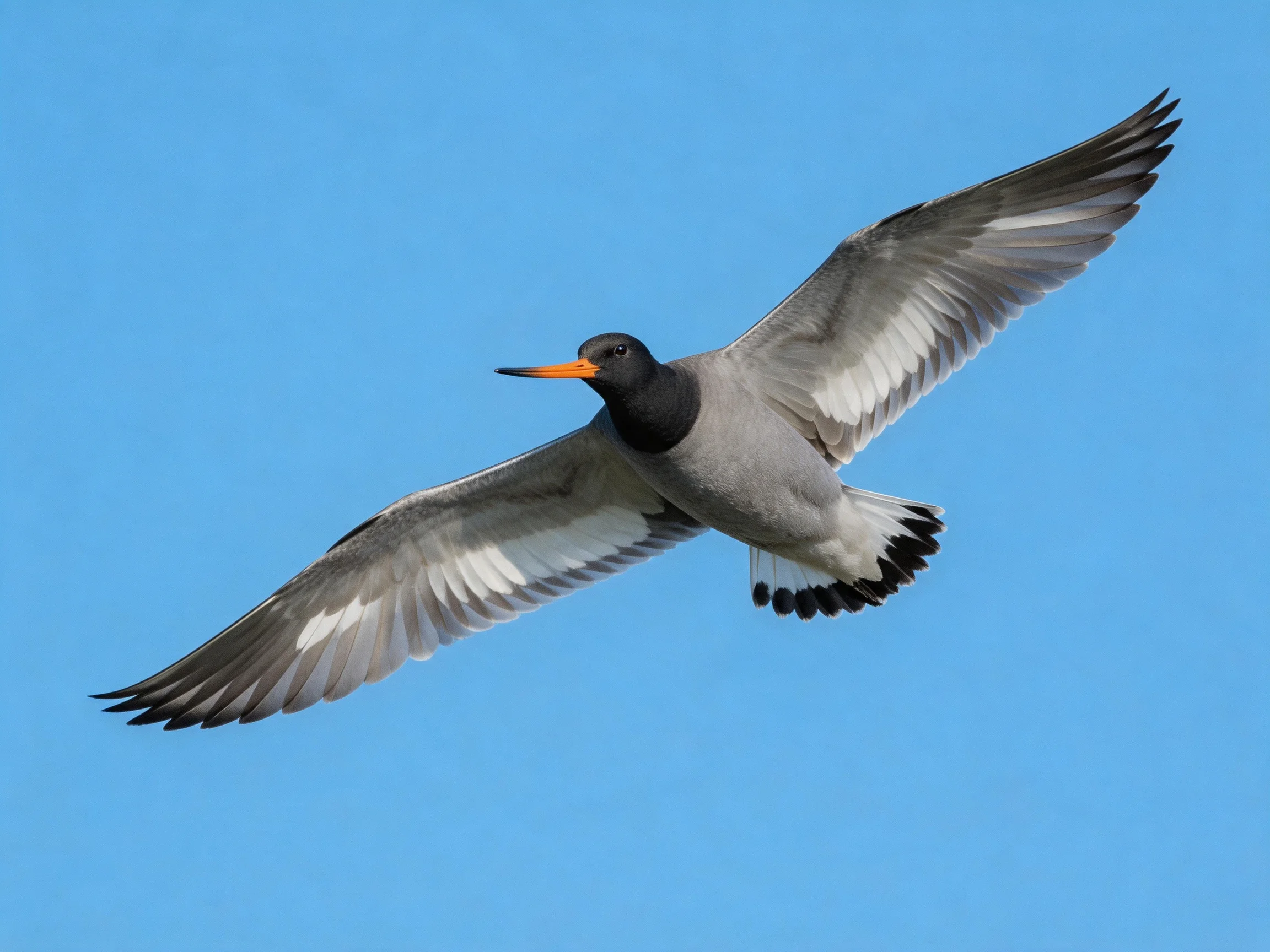 A gray and black bird flies with outstretched wings against clear blue sky