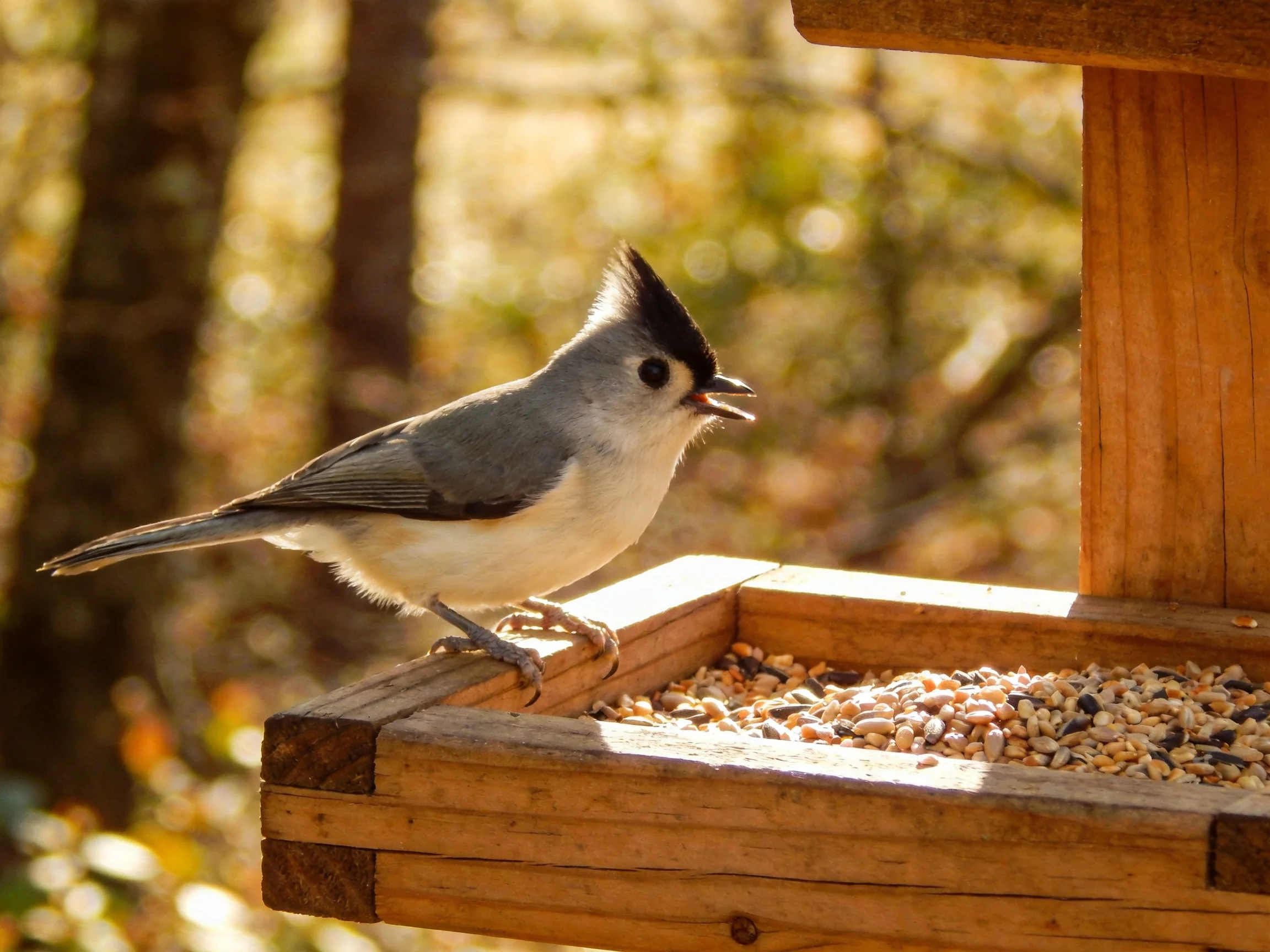 A gray and black crested bird perches on a wooden seed feeder near wooded area