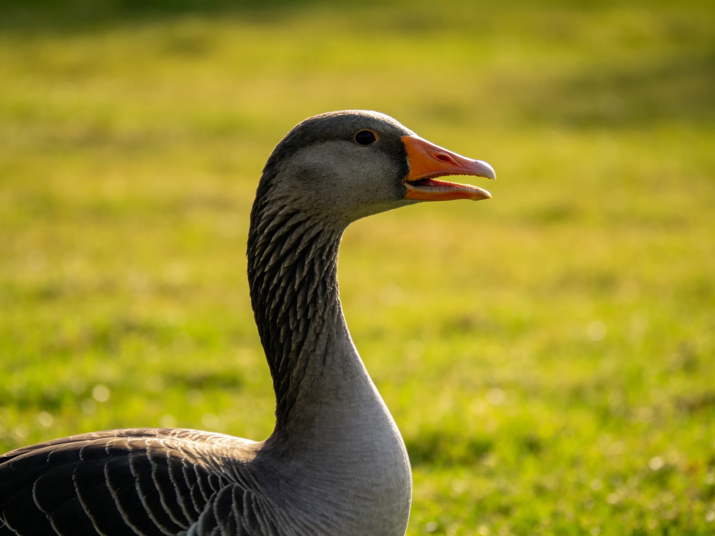 A gray and black goose with an orange beak on green grass
