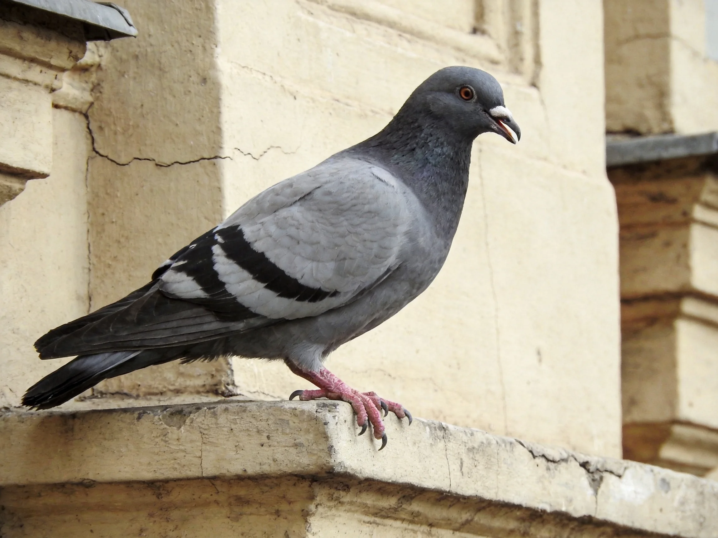 A gray and black pigeon perches on an aged stone ledge