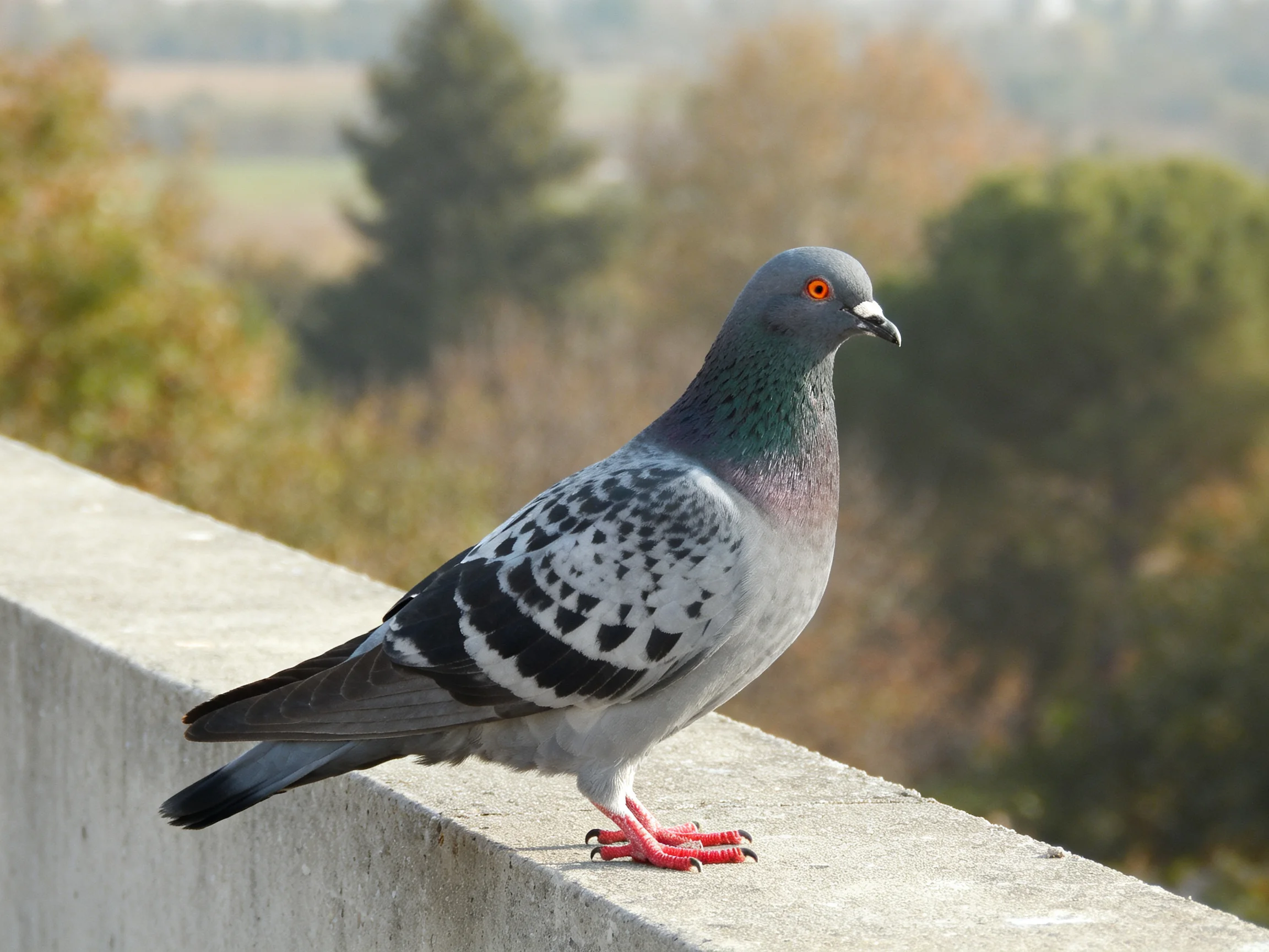 A gray and black speckled pigeon perched on a concrete ledge