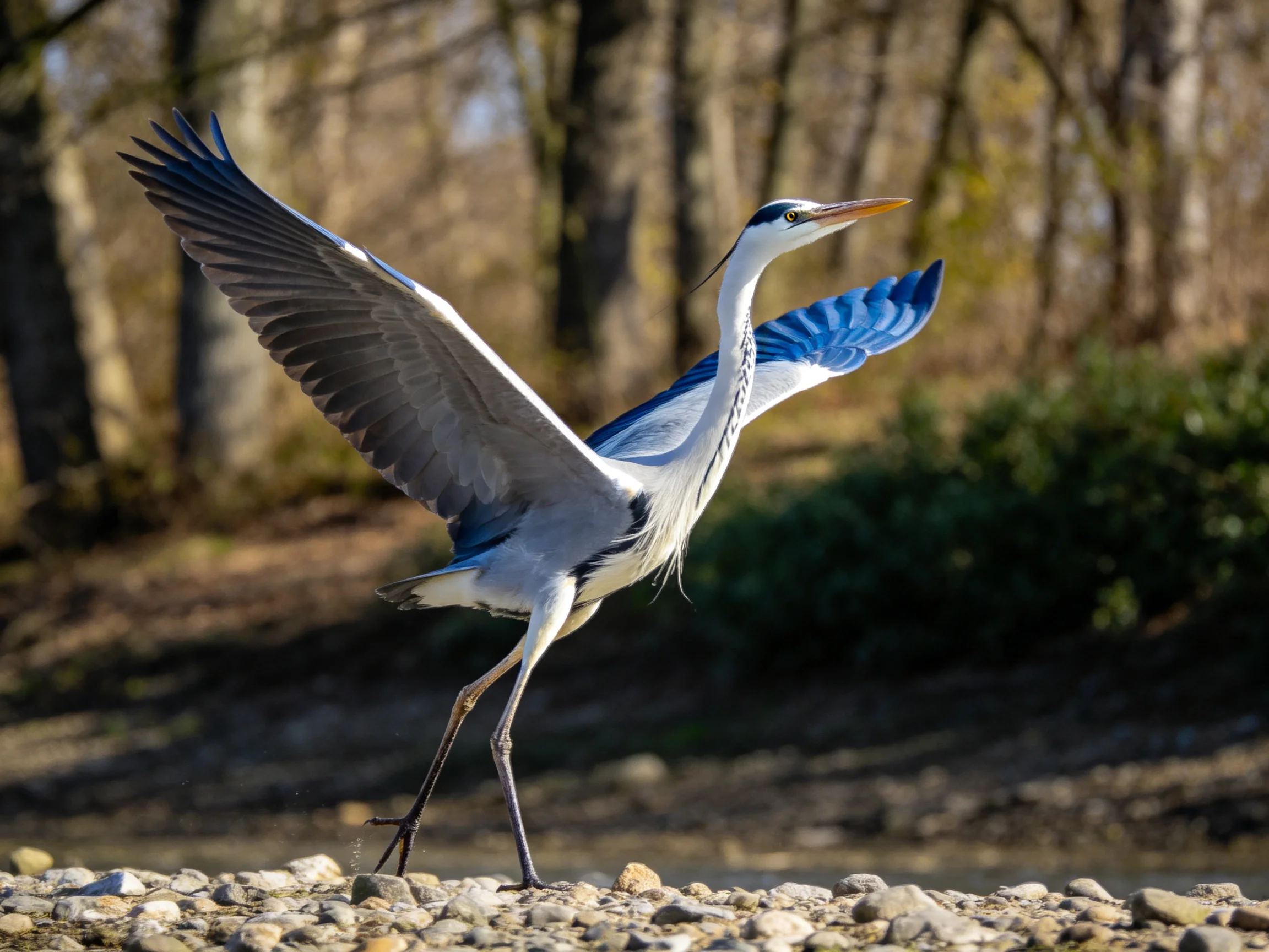 A gray and blue heron spreads wings on a rocky shore with forest backdrop
