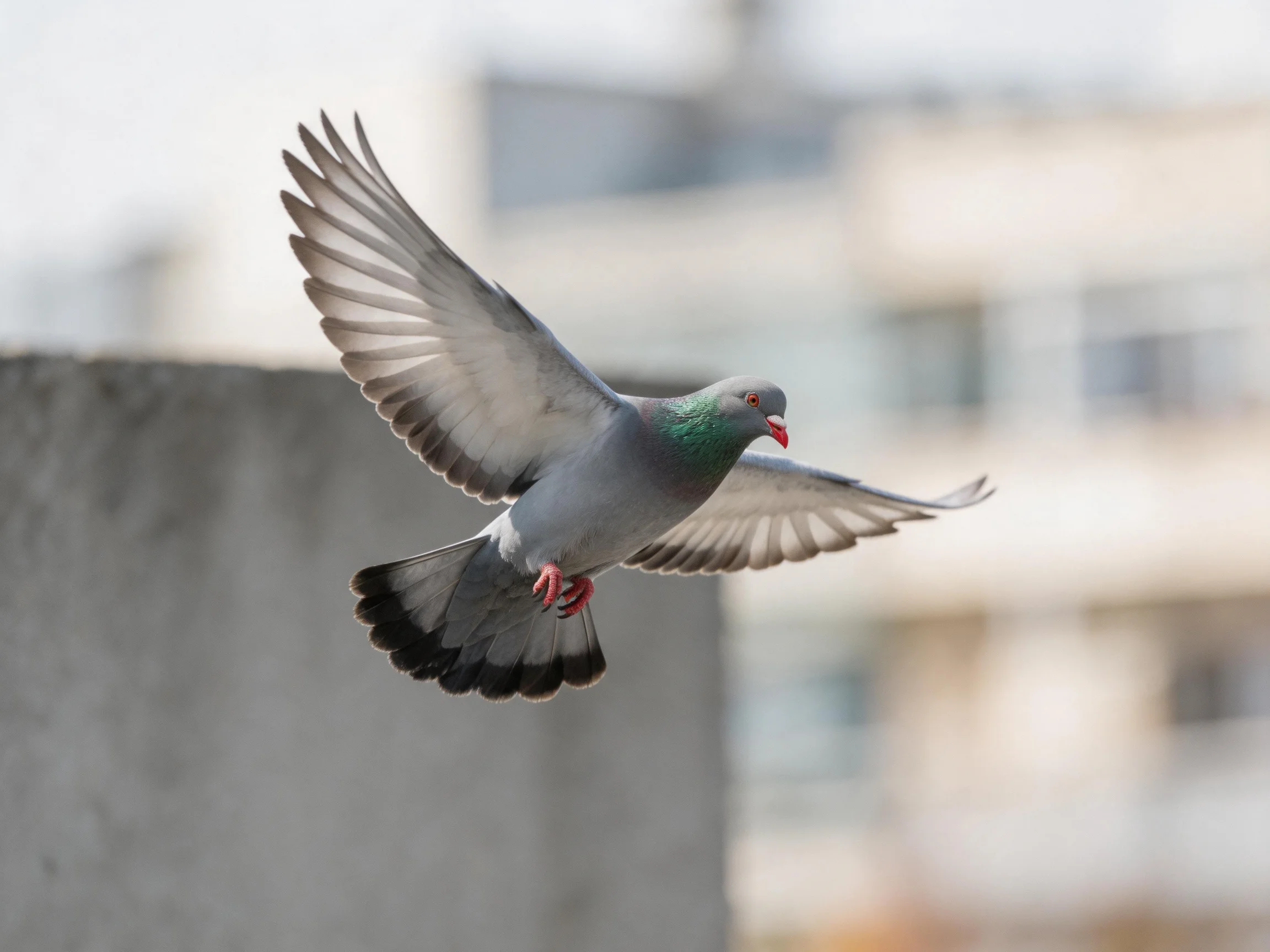 A gray and green pigeon flies near urban buildings