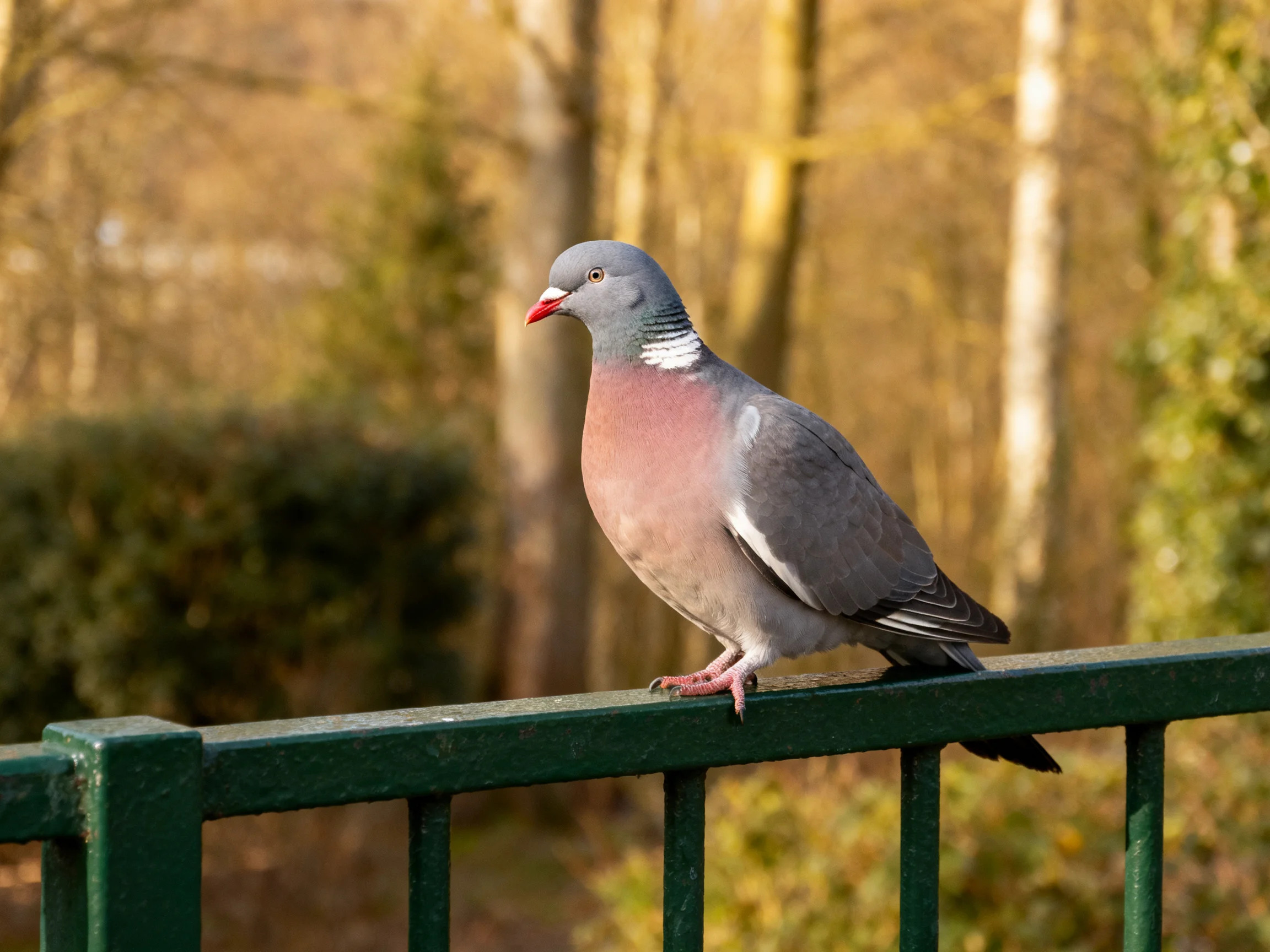 A gray and pink wood pigeon perches on a green metal railing