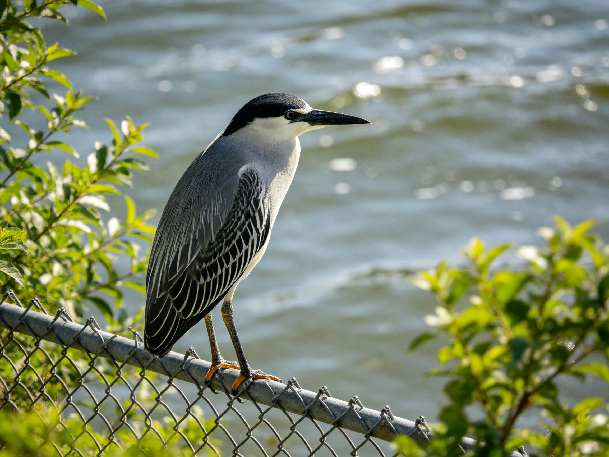 A gray and white bird stands on a chain-link fence near calm water.