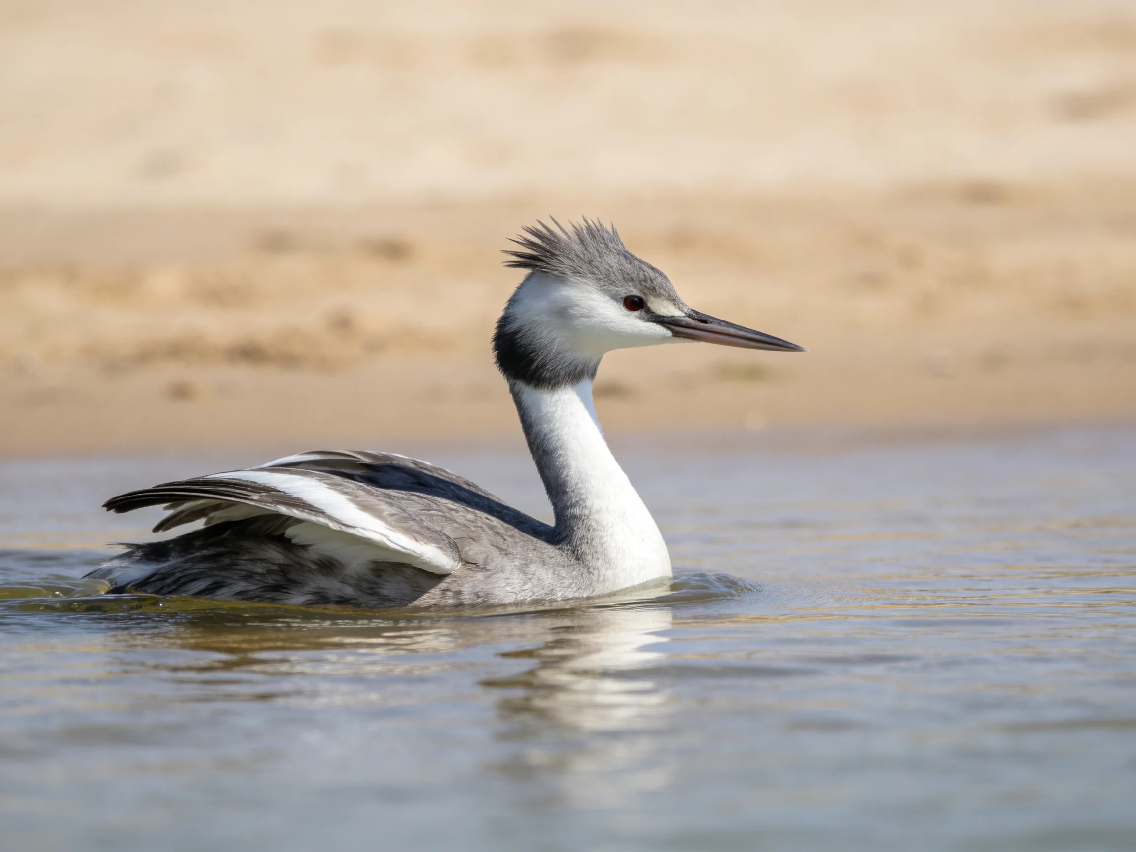 A gray and white crested bird swims in calm waters near a sandy shore