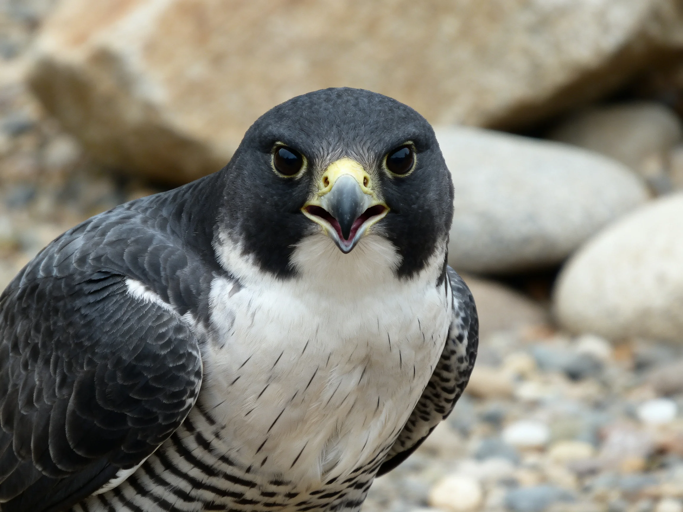 A gray and white falcon with a yellow beak near rocky terrain