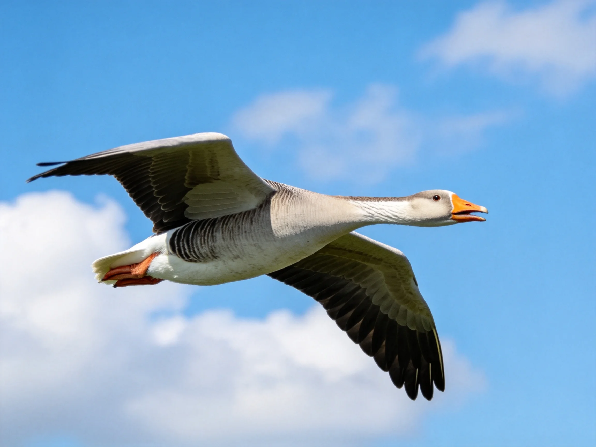 A gray and white goose flies with extended wings over bright blue sky