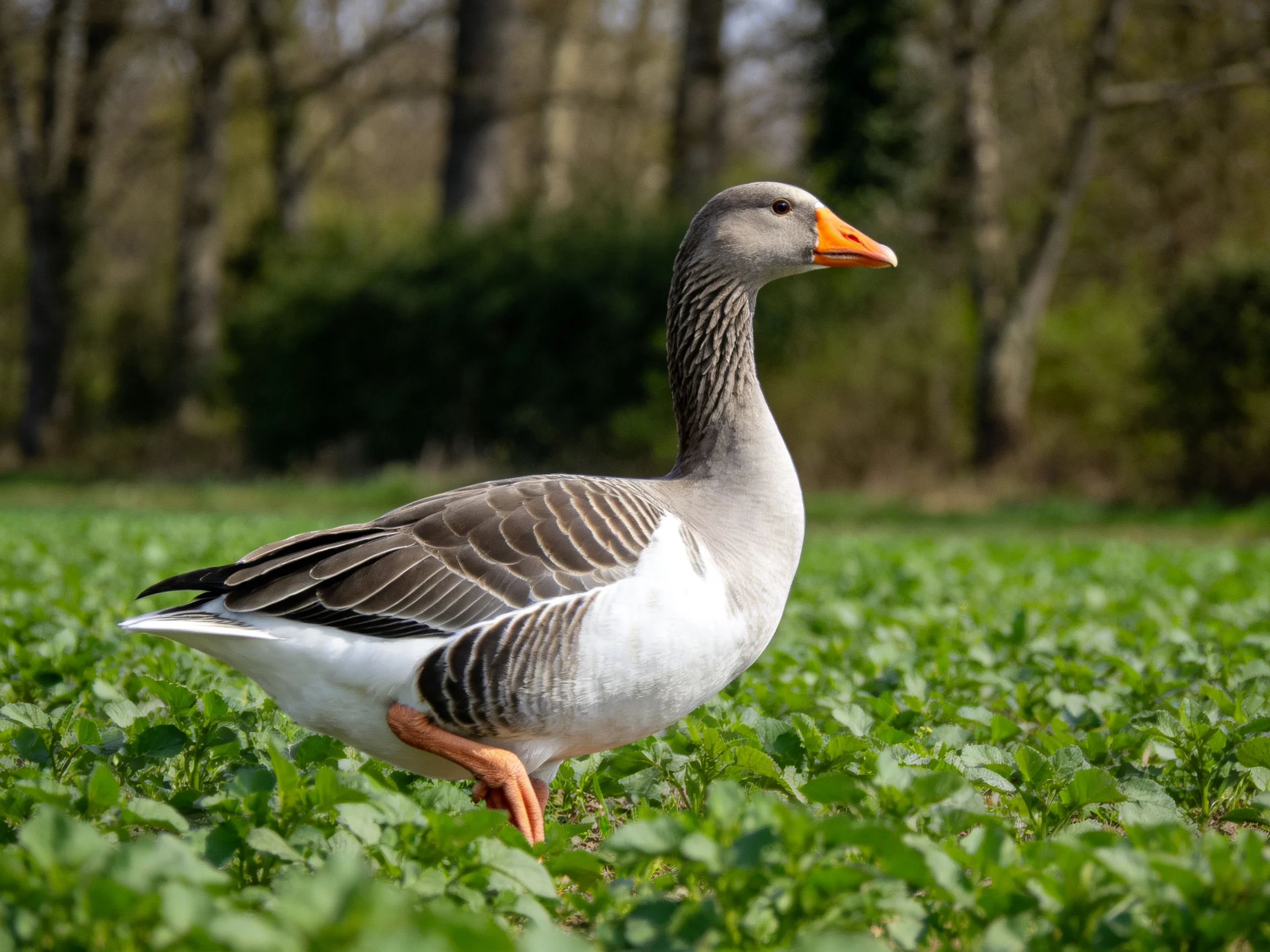 A gray and white goose with an orange beak roams a lush green field