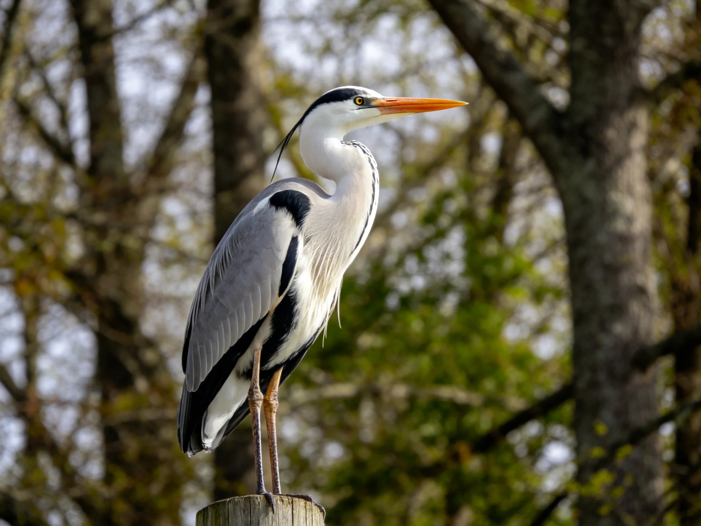 A gray and white heron perched on a wooden post near green trees