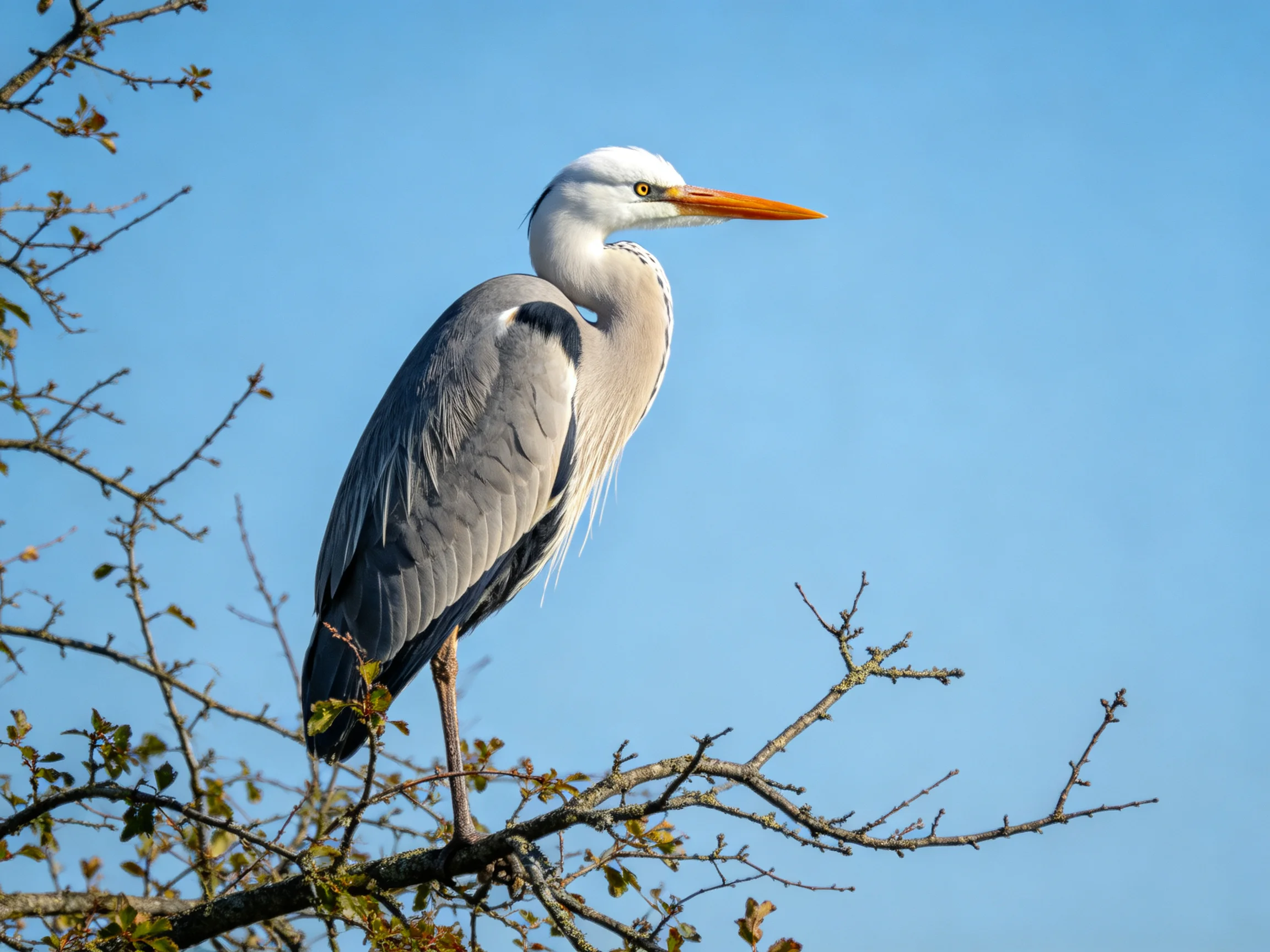 A gray and white heron with an orange beak perched on a tree branch