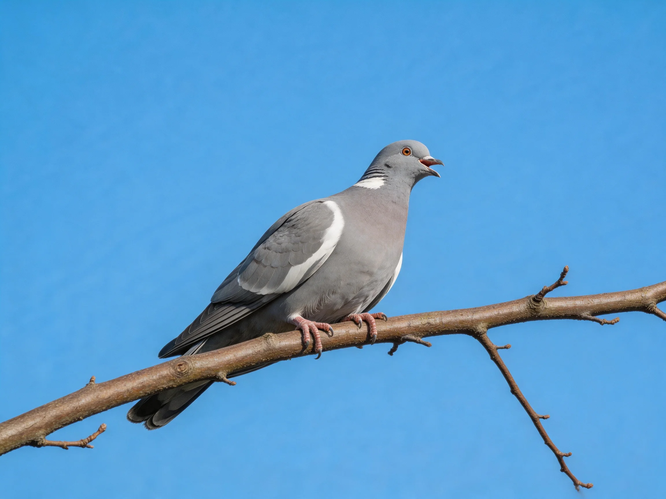 A gray and white pigeon perched on a bare tree branch under clear blue sky