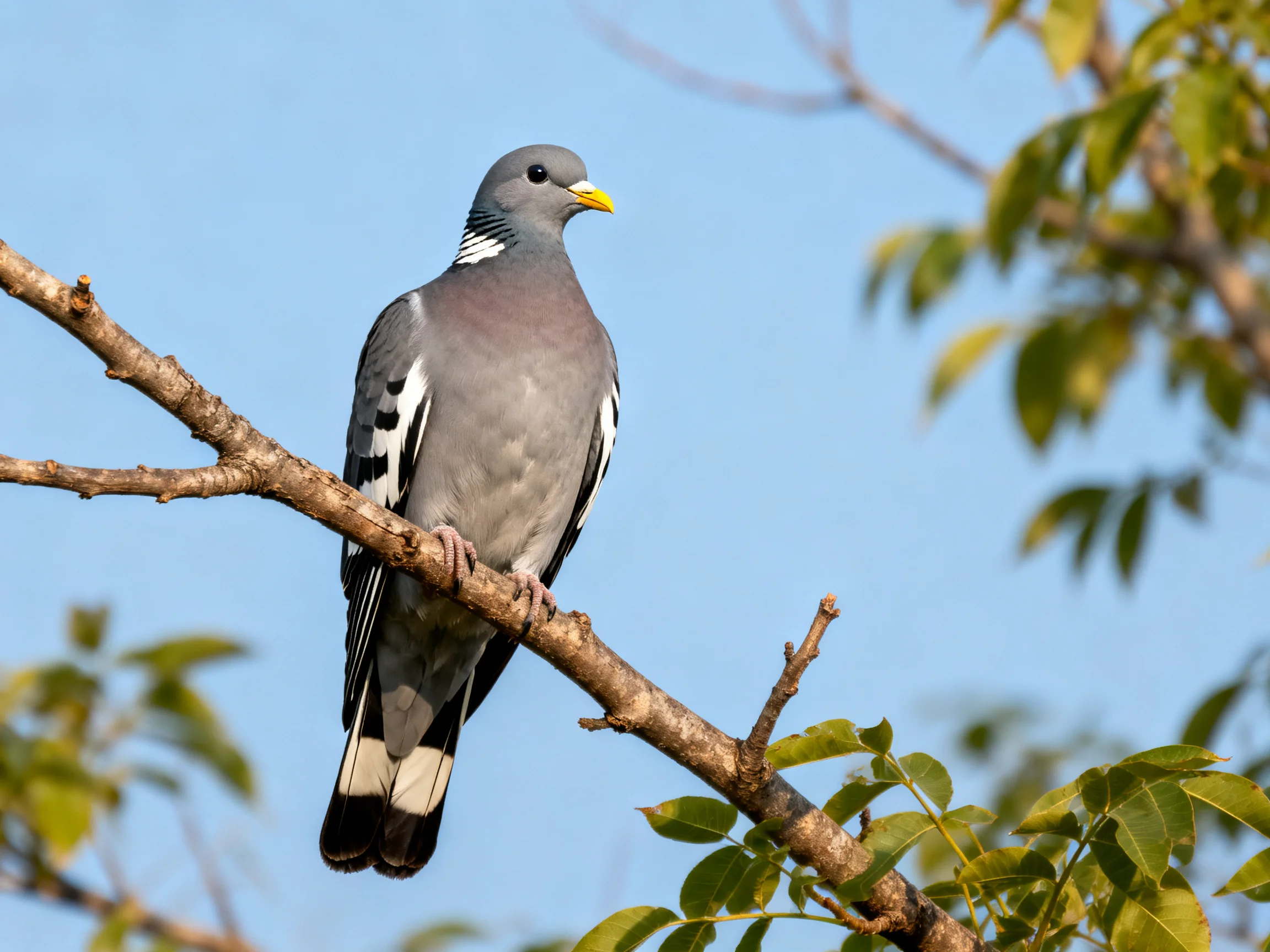 A gray and white pigeon perched on a brown tree branch with green foliage