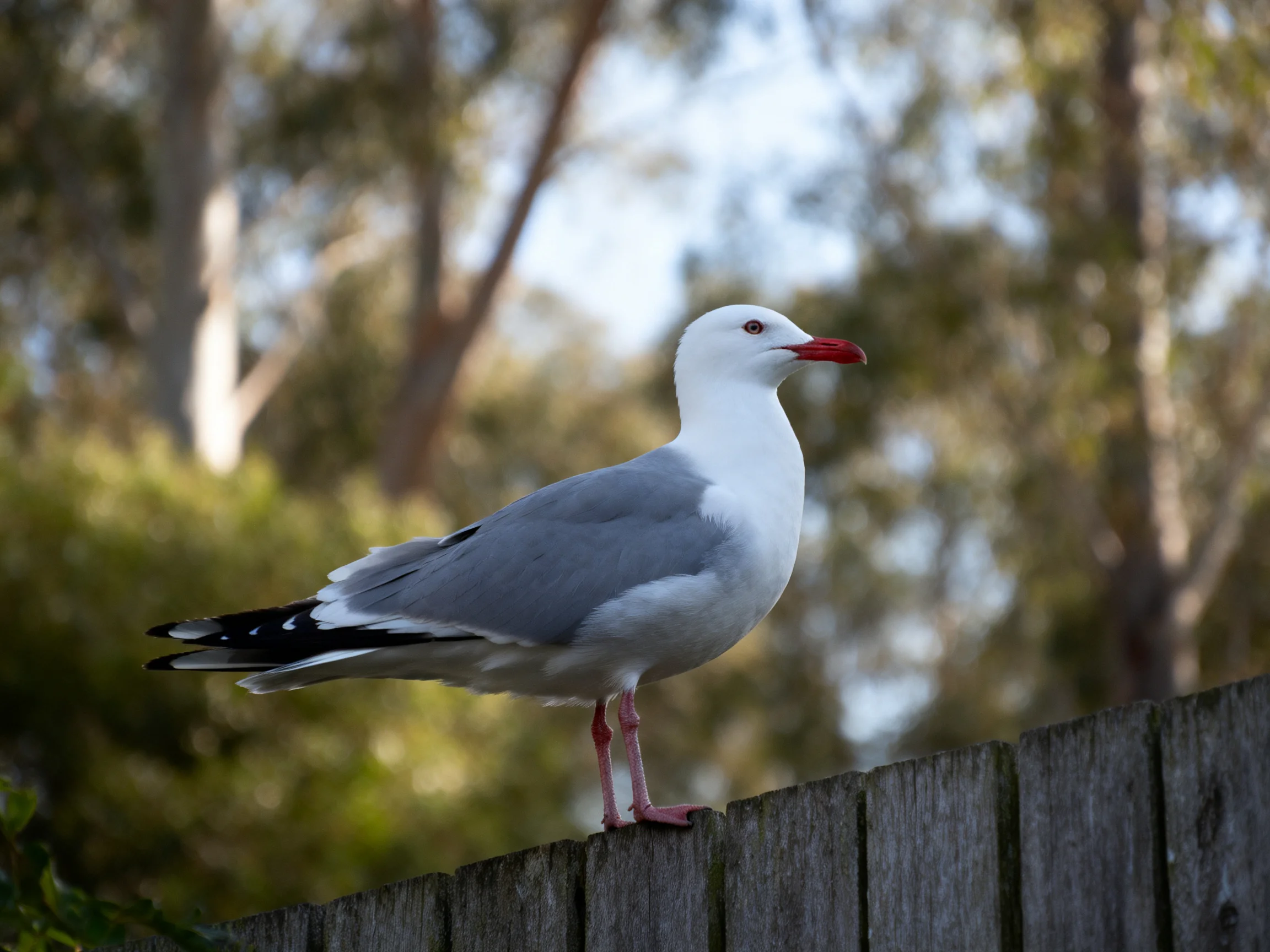A gray and white seagull perched on a weathered wooden fence